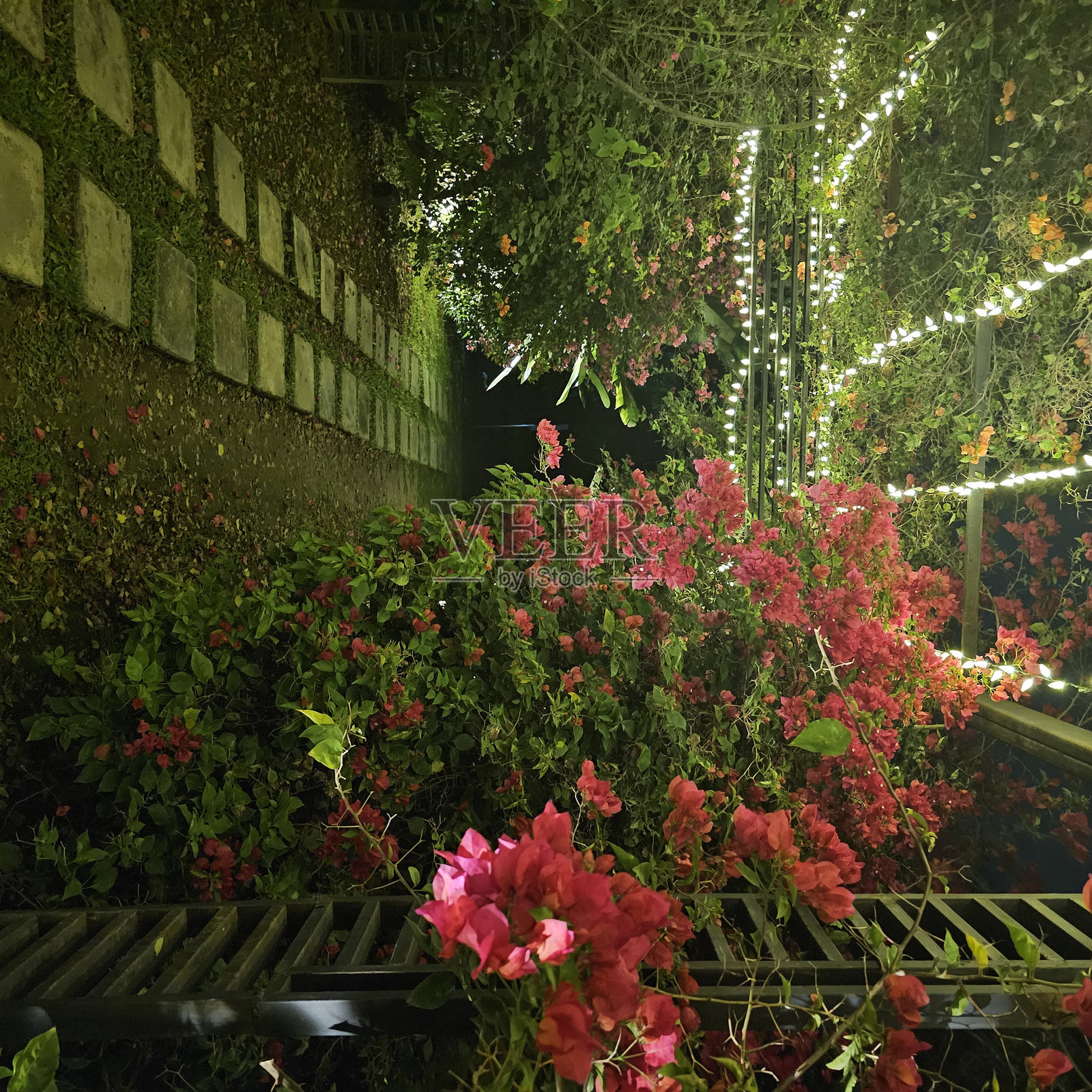 花园里的玫瑰照片摄影图片