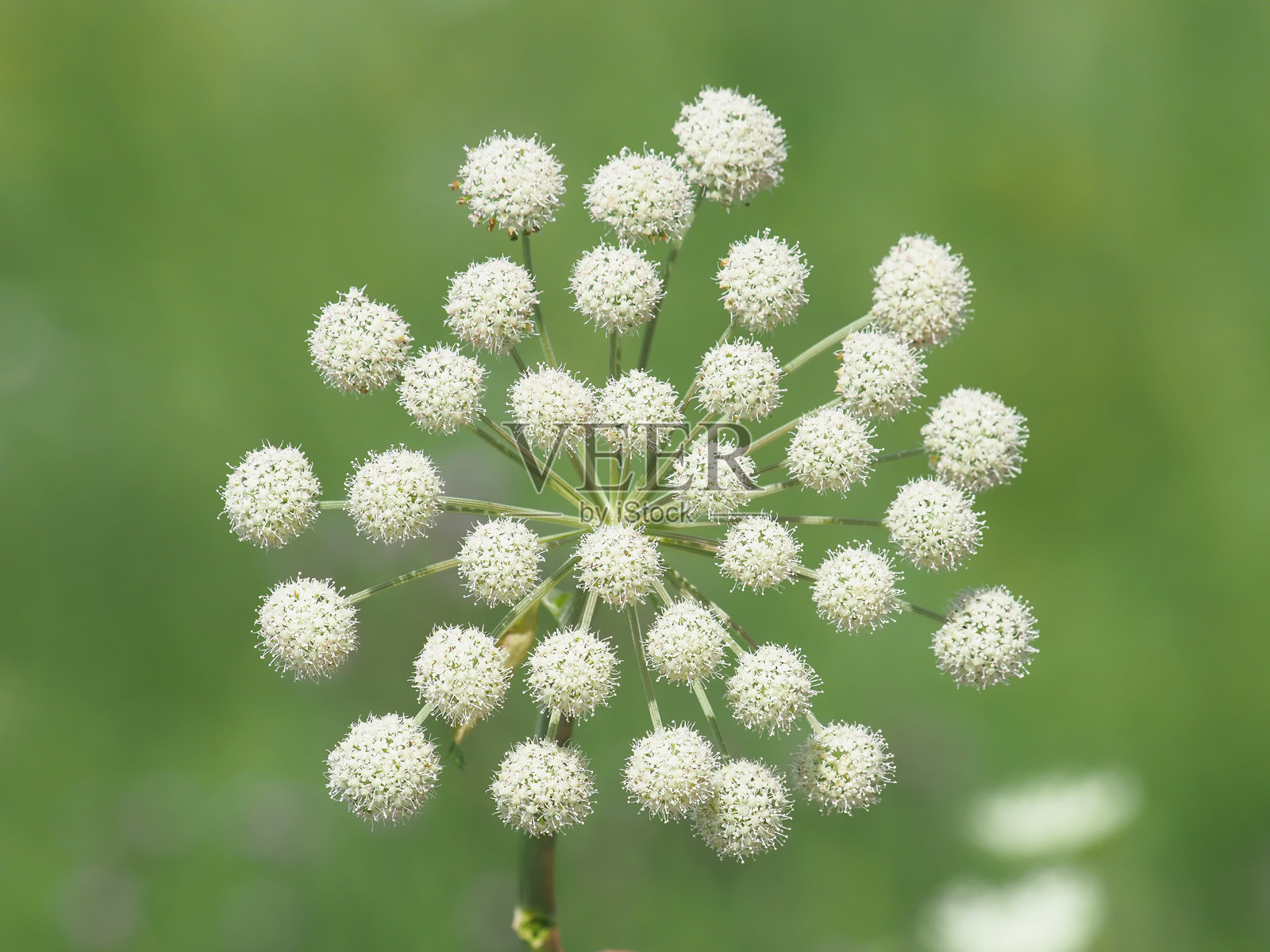野生天使草花在草地上,天使草照片摄影图片