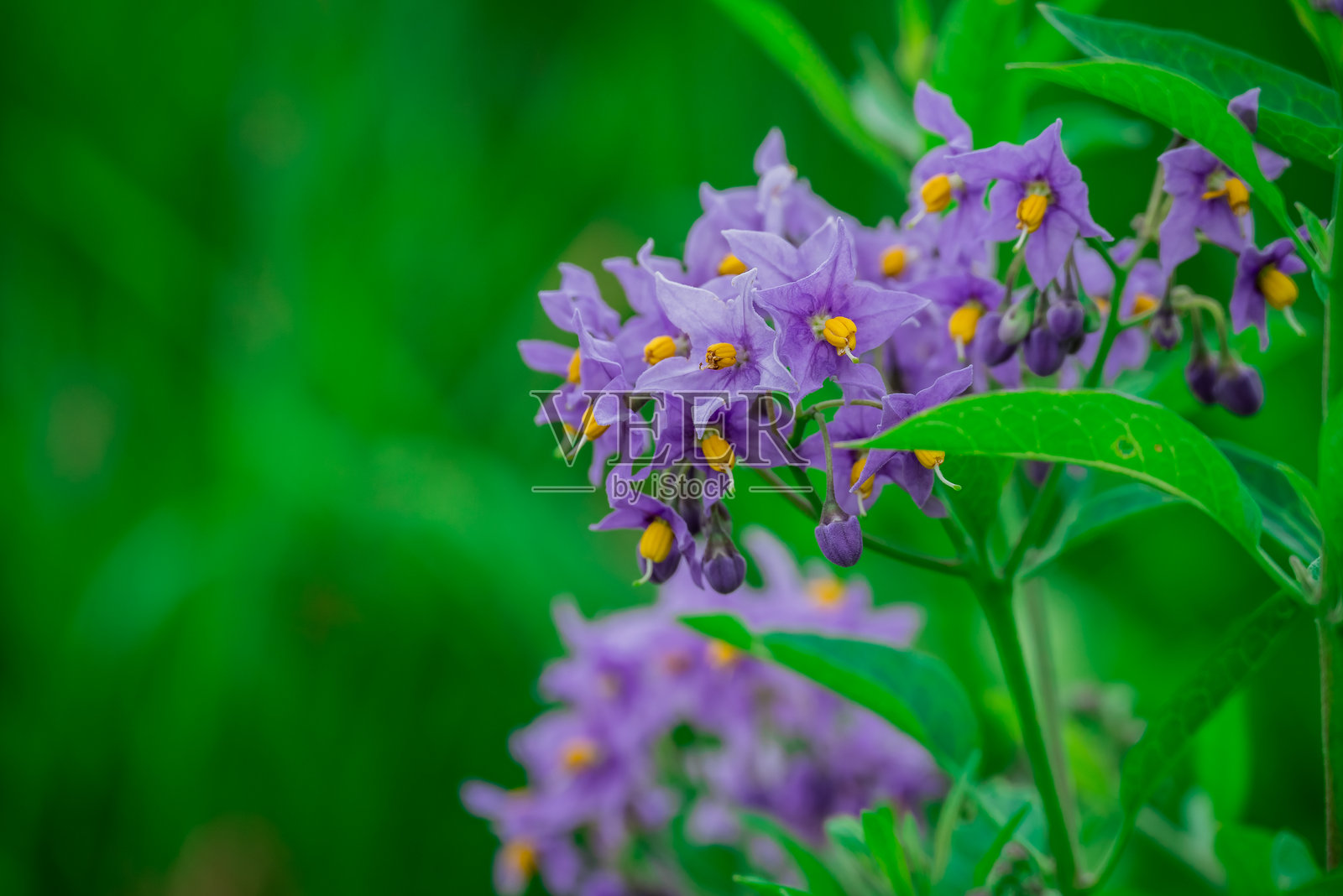 花园中盛开的花朵照片照片摄影图片