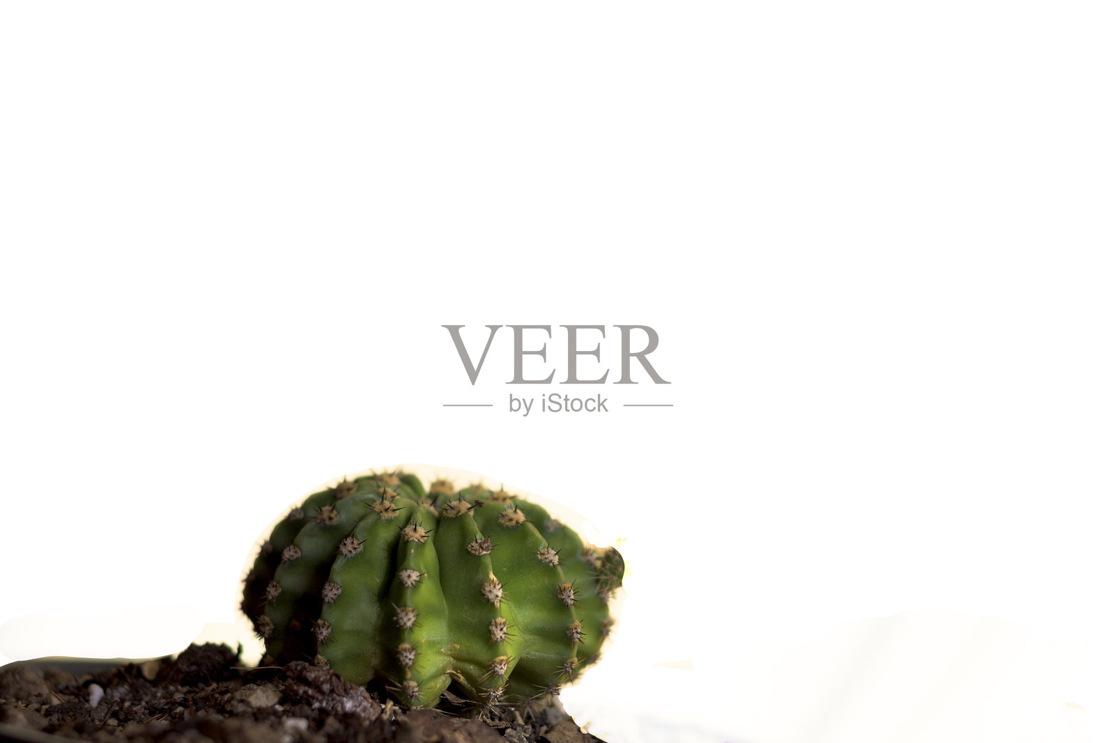 绿色仙人掌,横向展示刺的细节,背景为白色 Cactaceae照片摄影图片