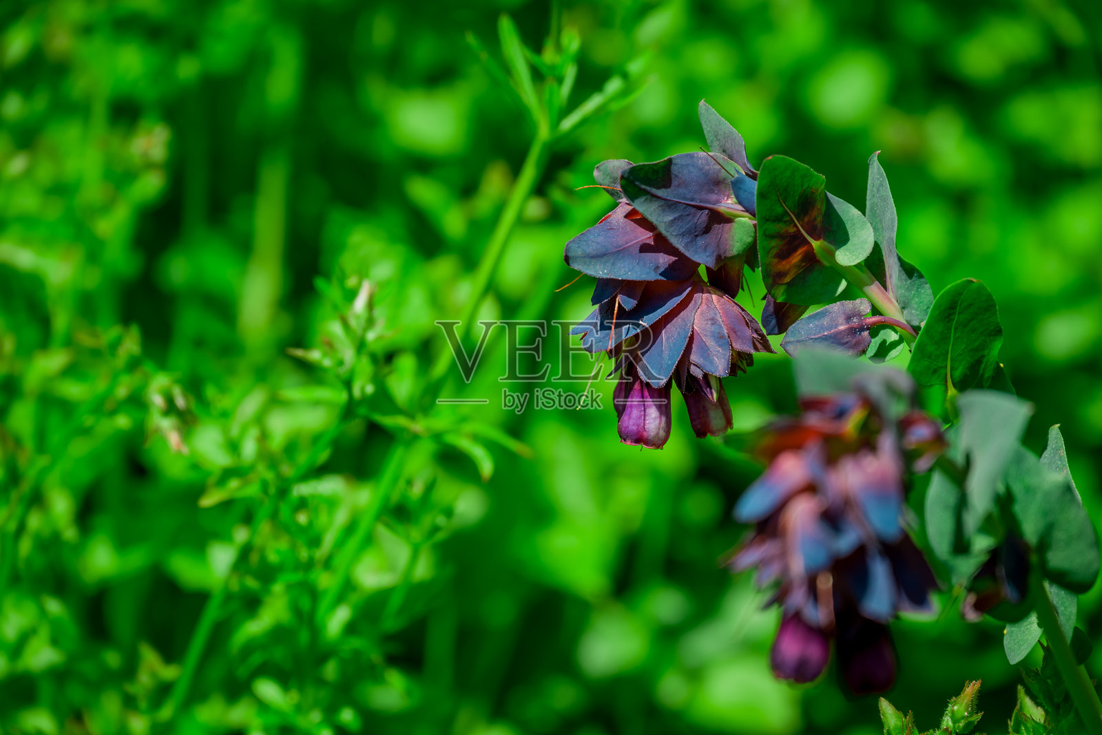 春天的背景与春季花卉照片摄影图片
