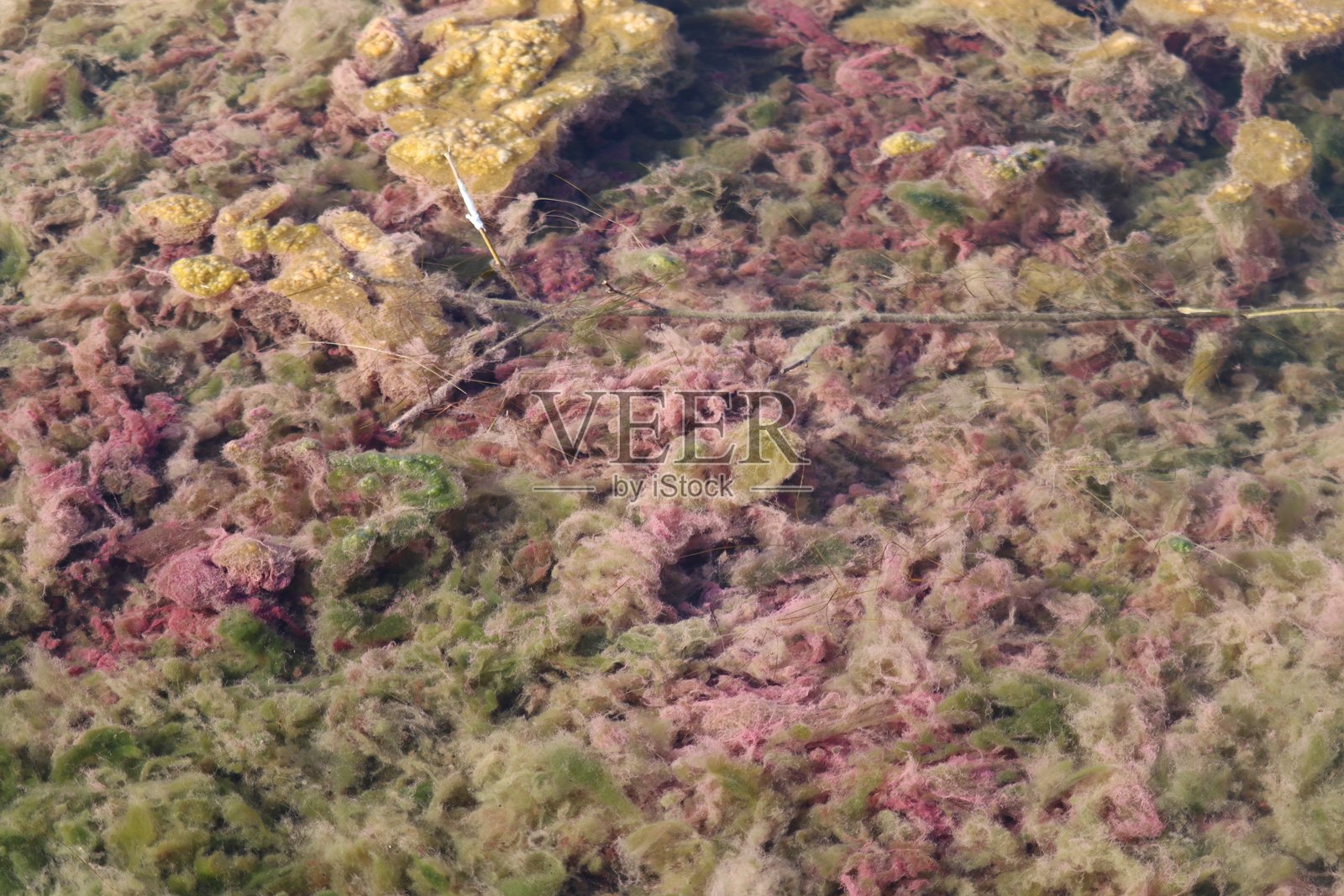 海藻/藻类照片摄影图片