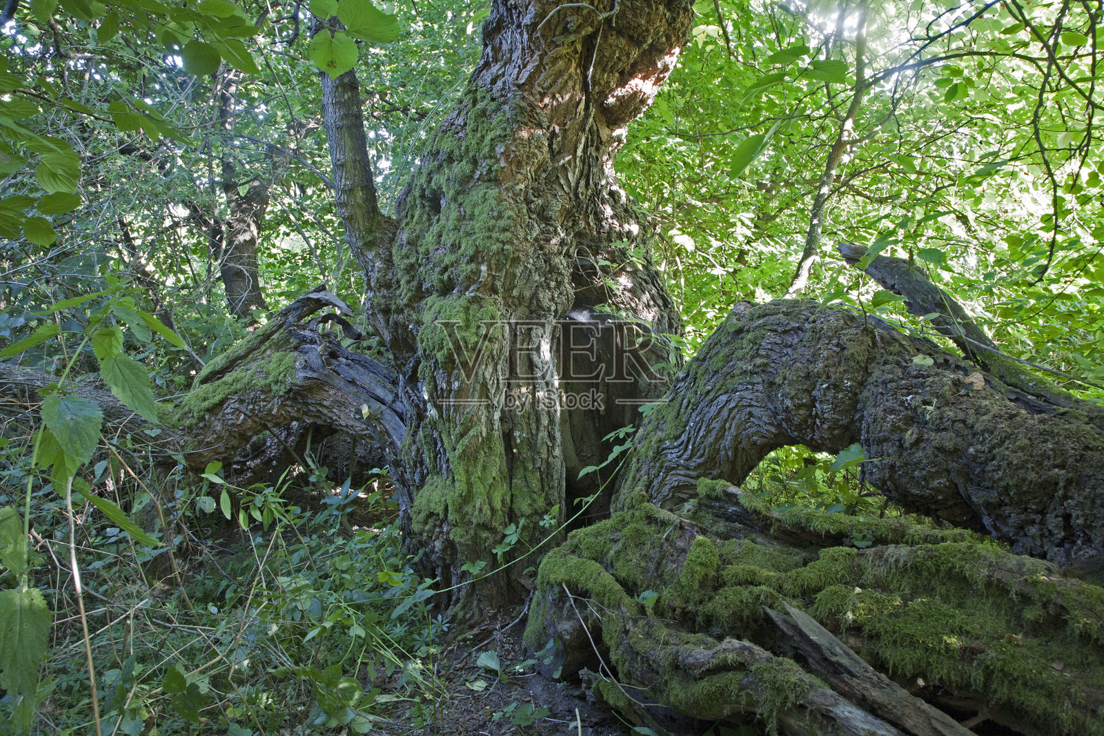 古老的黑桑树照片摄影图片