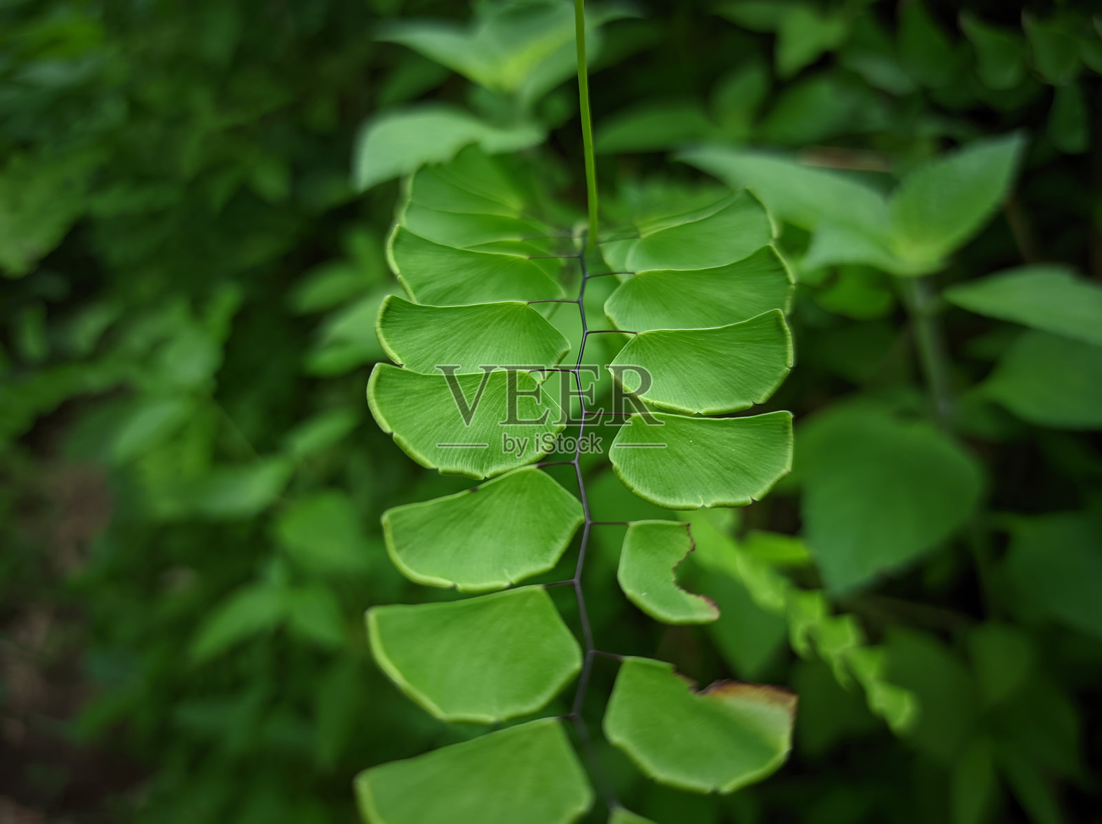 加利福尼亚铁线蕨是一种多年生的铁线蕨,属于蕨类植物科的Vittarioideae亚科。照片摄影图片