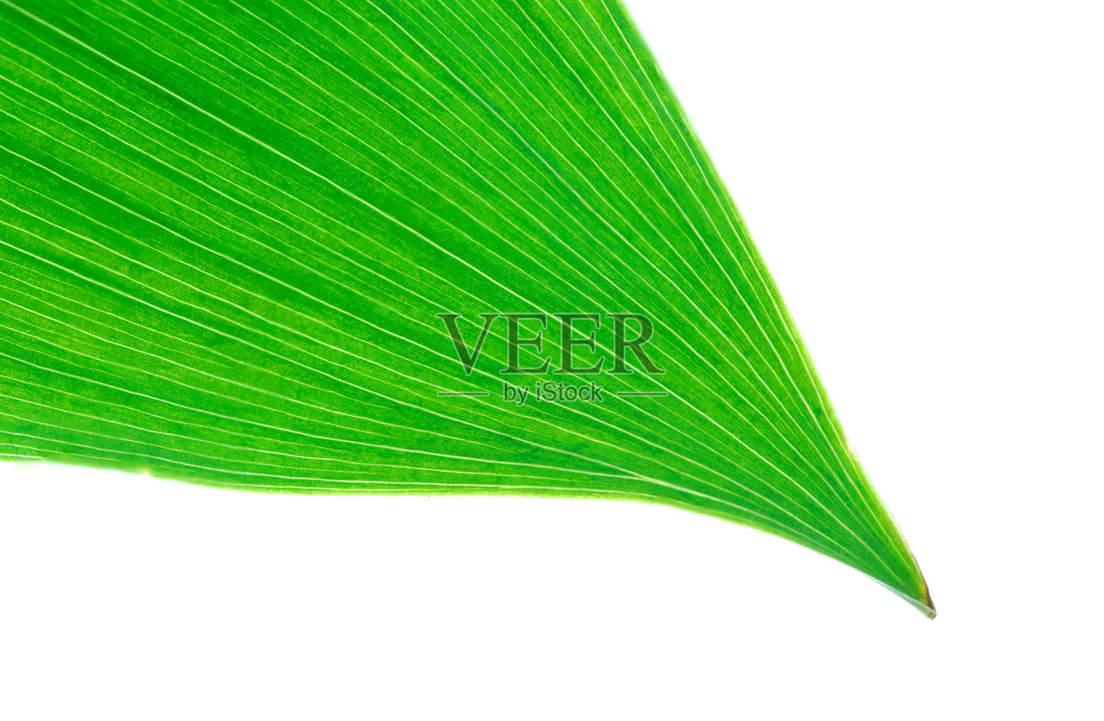 绿色叶子孤立在白色背景上照片摄影图片