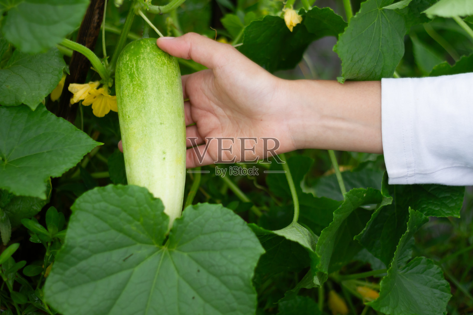 手握黄瓜的树上照片摄影图片