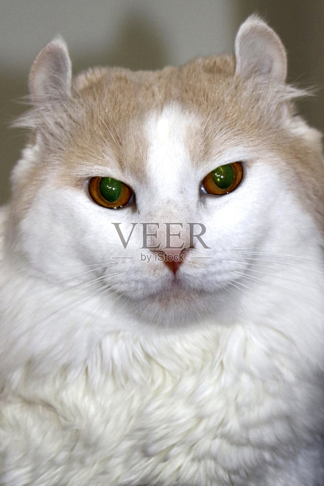 特写猫咪照片摄影图片