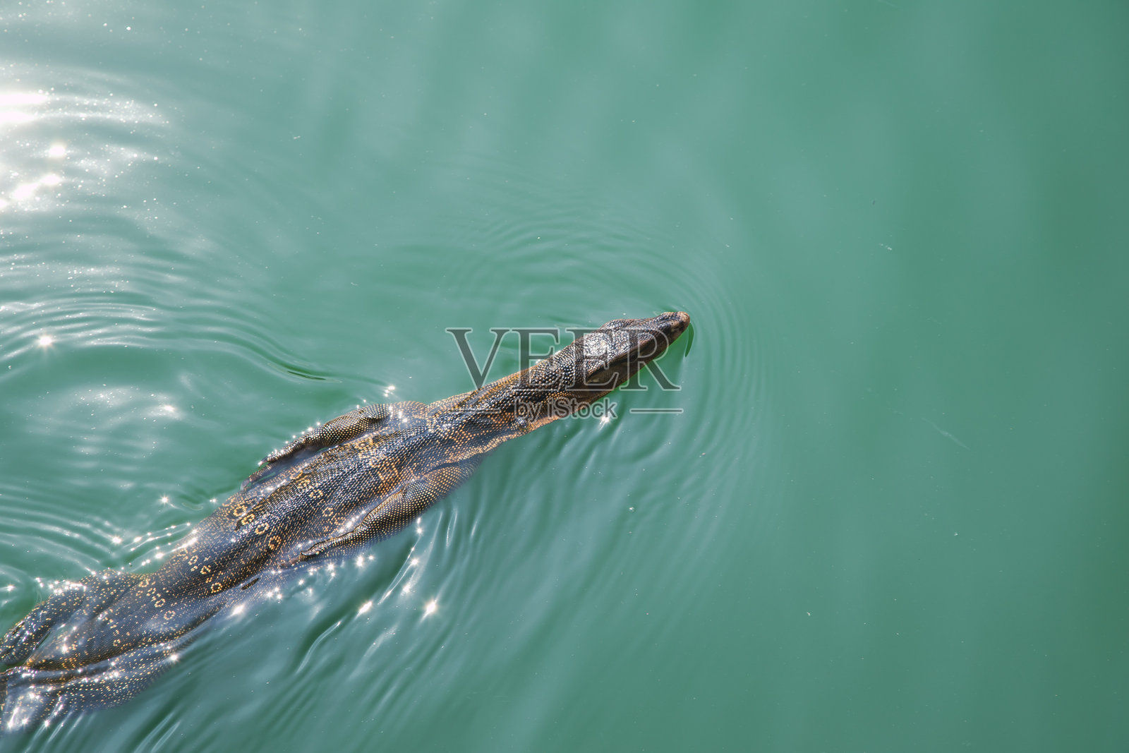 湖中水巨蜥的高角度视图照片摄影图片
