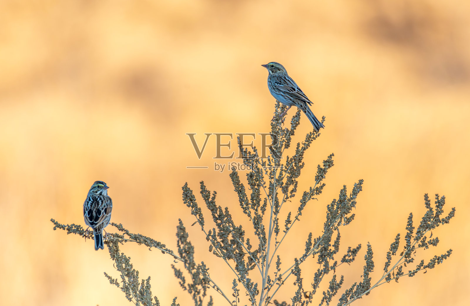 萨凡纳麻雀照片摄影图片