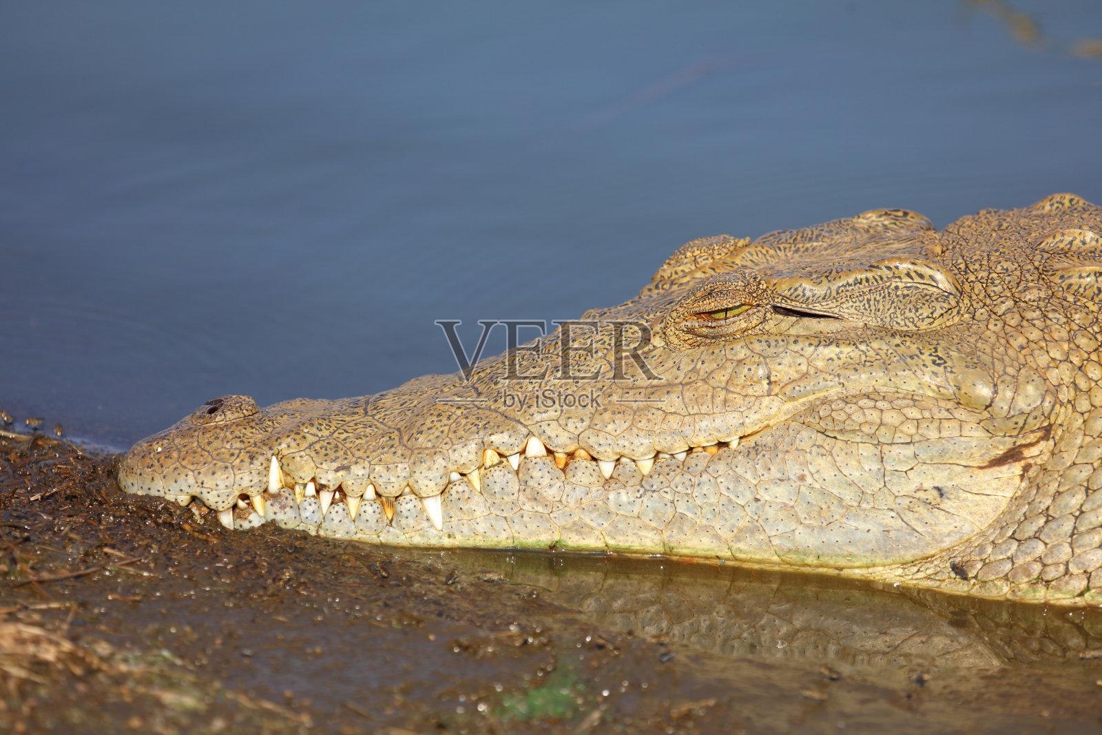 尼罗鳄 / 尼罗鳄鱼 / 尼罗鳄 (Crocodylus niloticus)照片摄影图片