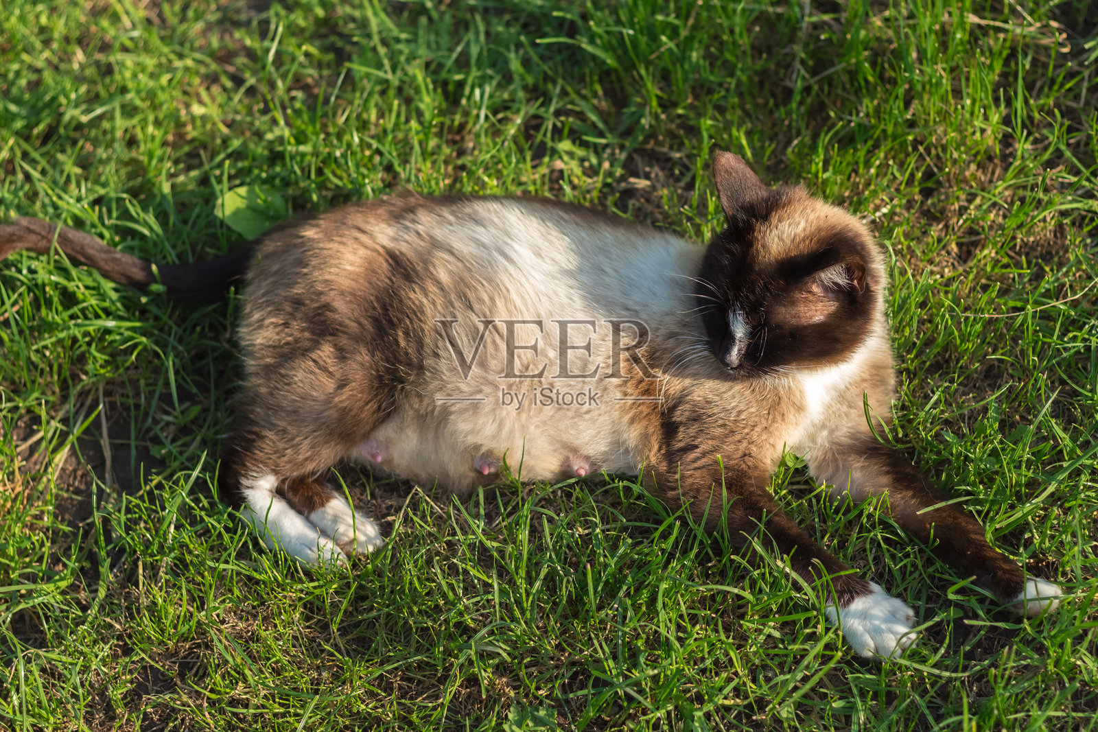 暹罗猫照片摄影图片