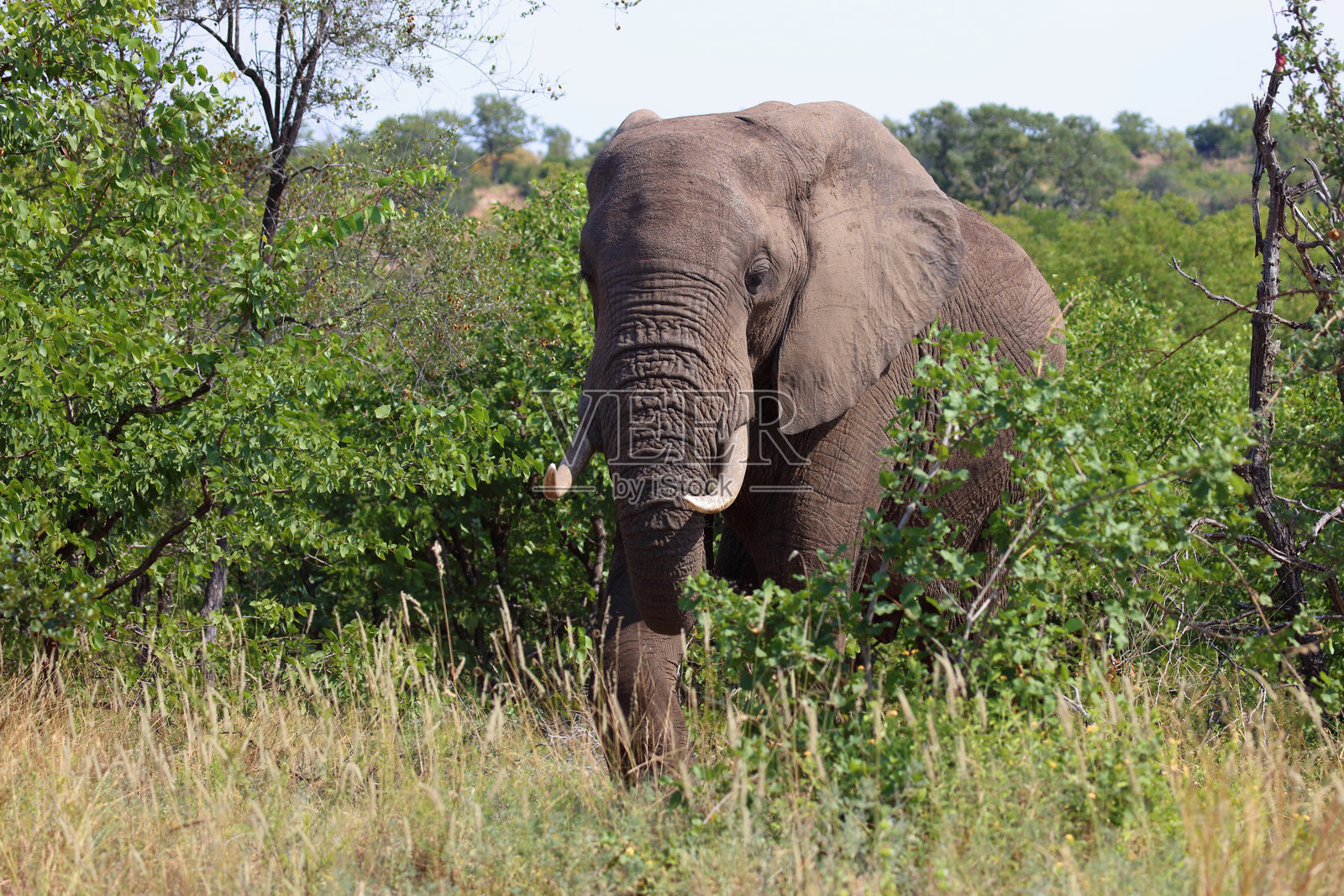 非洲象 / 非洲象 / 非洲象照片摄影图片