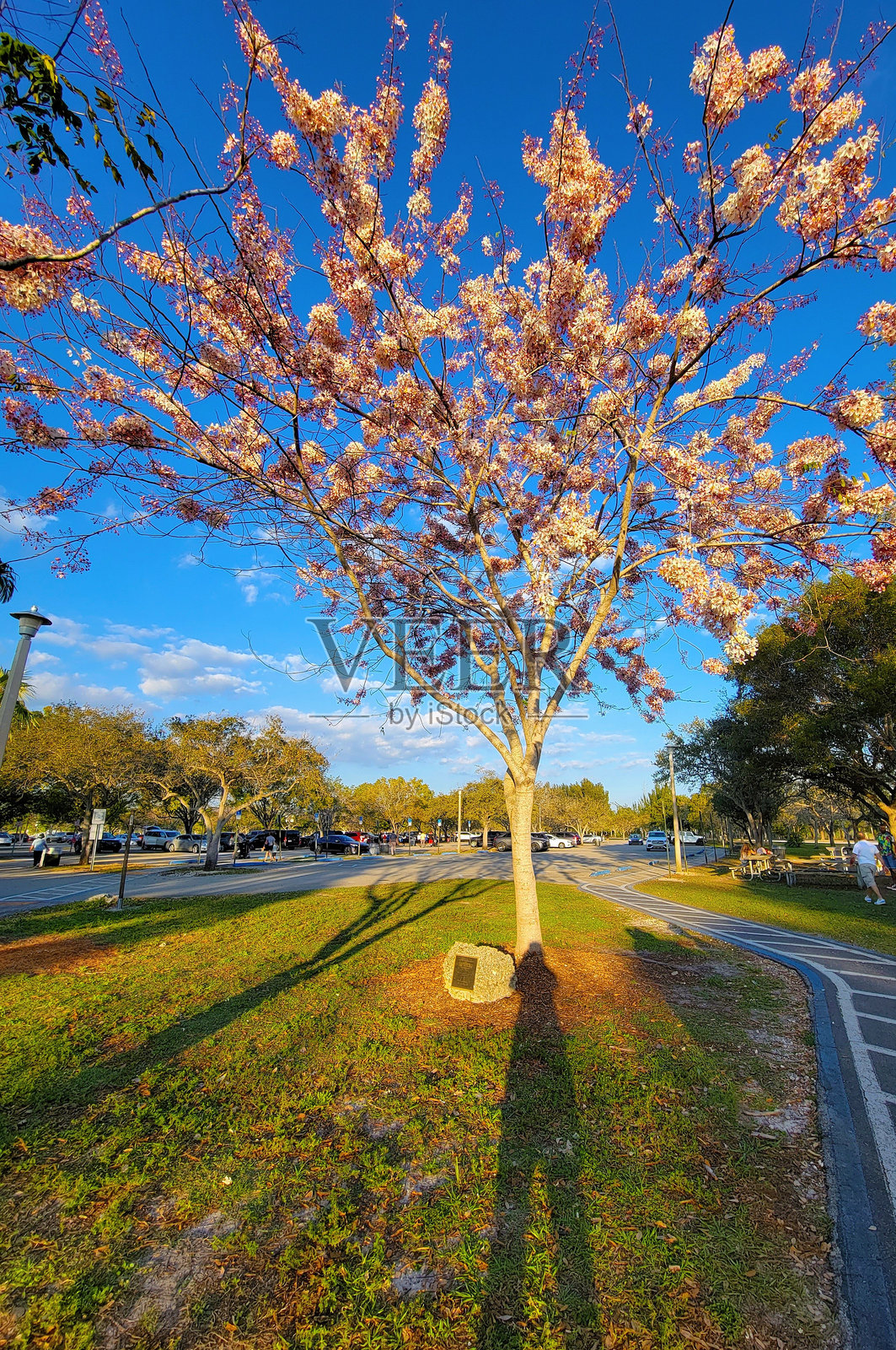 樱花树与典型的颜色照片摄影图片