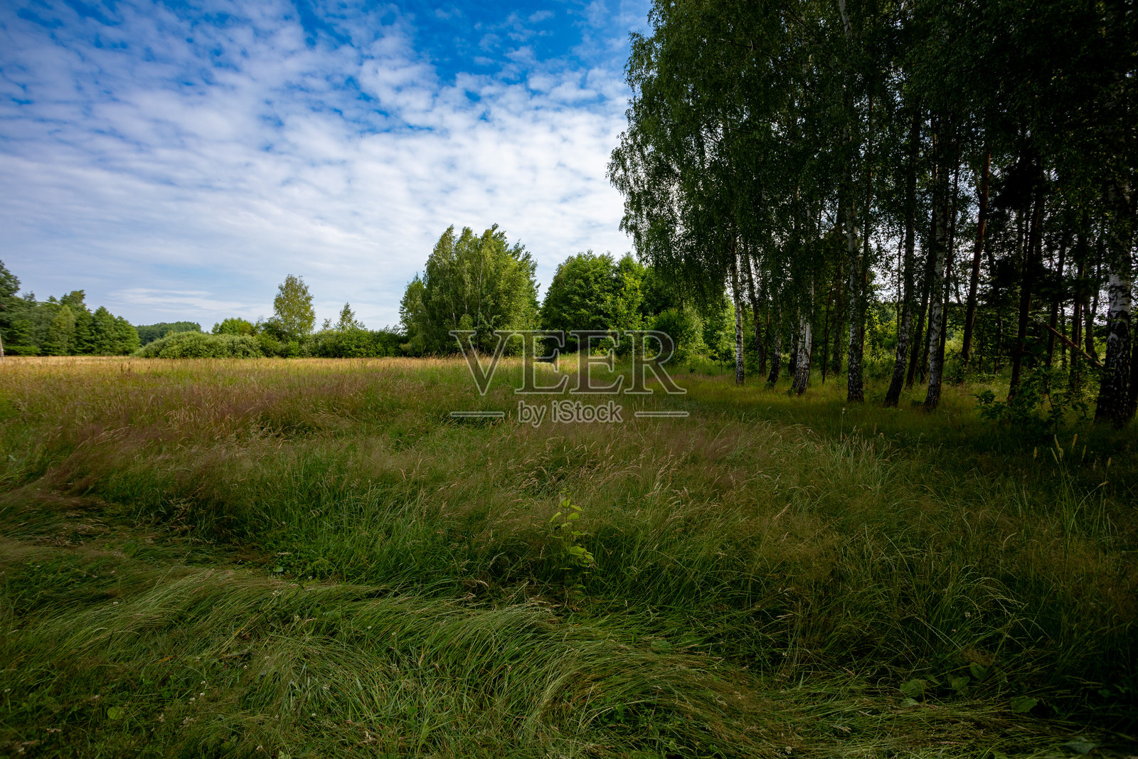 宁静而平和的田野,满是美丽的树木,映衬着明亮清澈的蓝天照片摄影图片