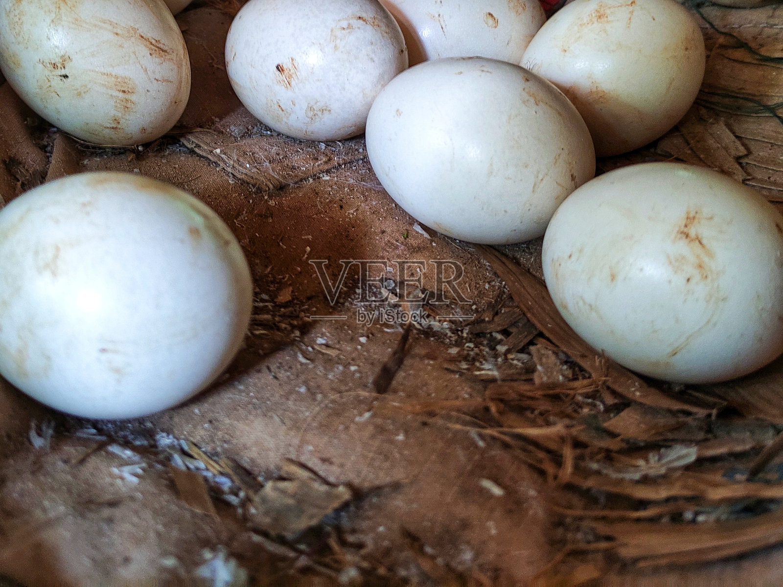 乡村有机鸡窝中的白色鸡蛋特写照片摄影图片