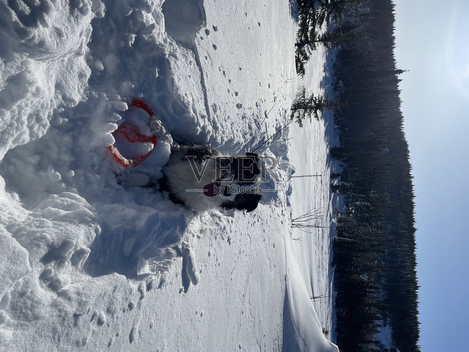 雪中的狗照片摄影图片