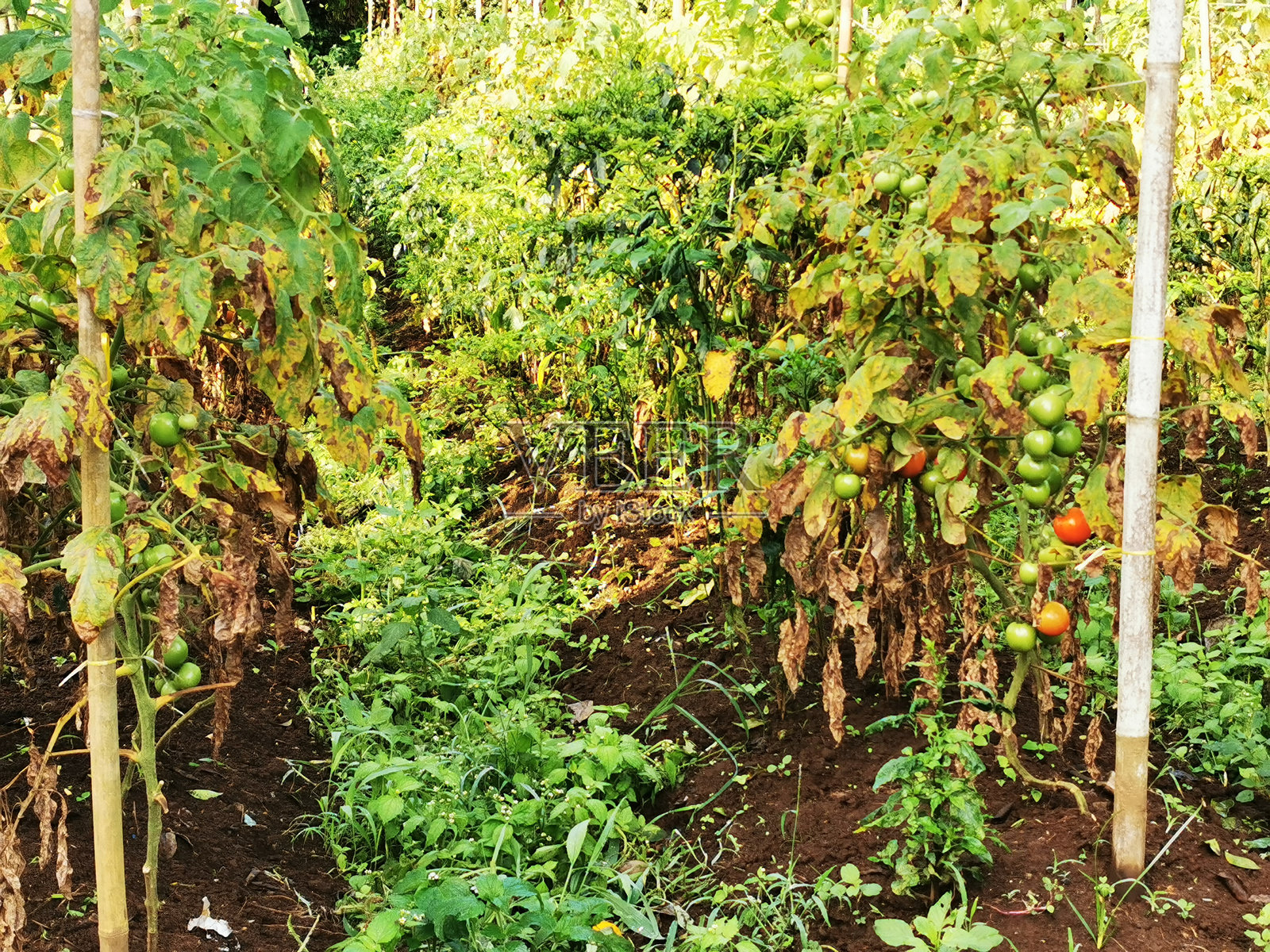 结满果实的番茄植物行列照片摄影图片