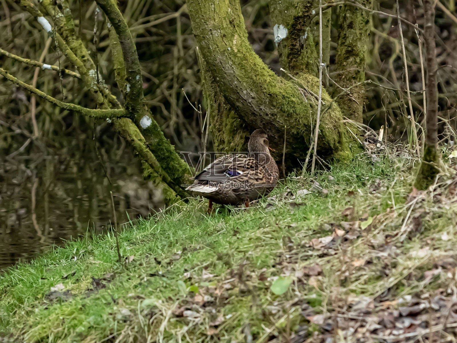 雌性绿头鸭在小岛上休息。照片摄影图片