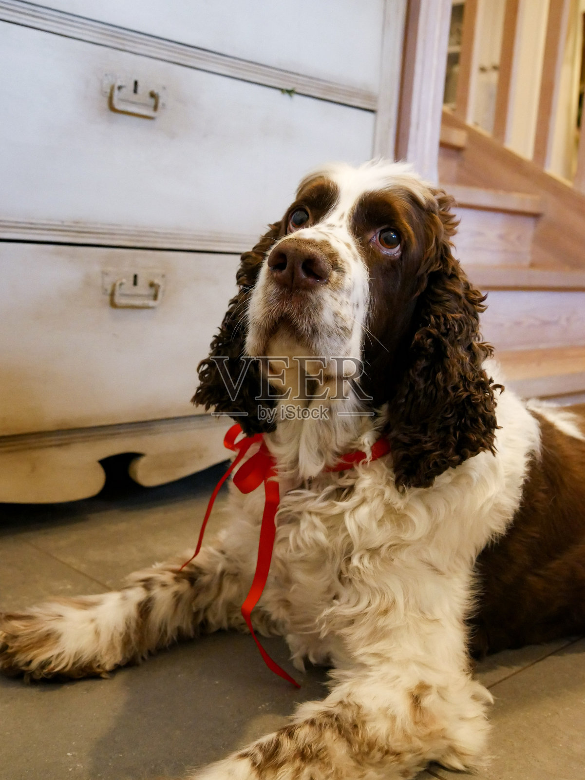 带红色丝带的狗照片摄影图片