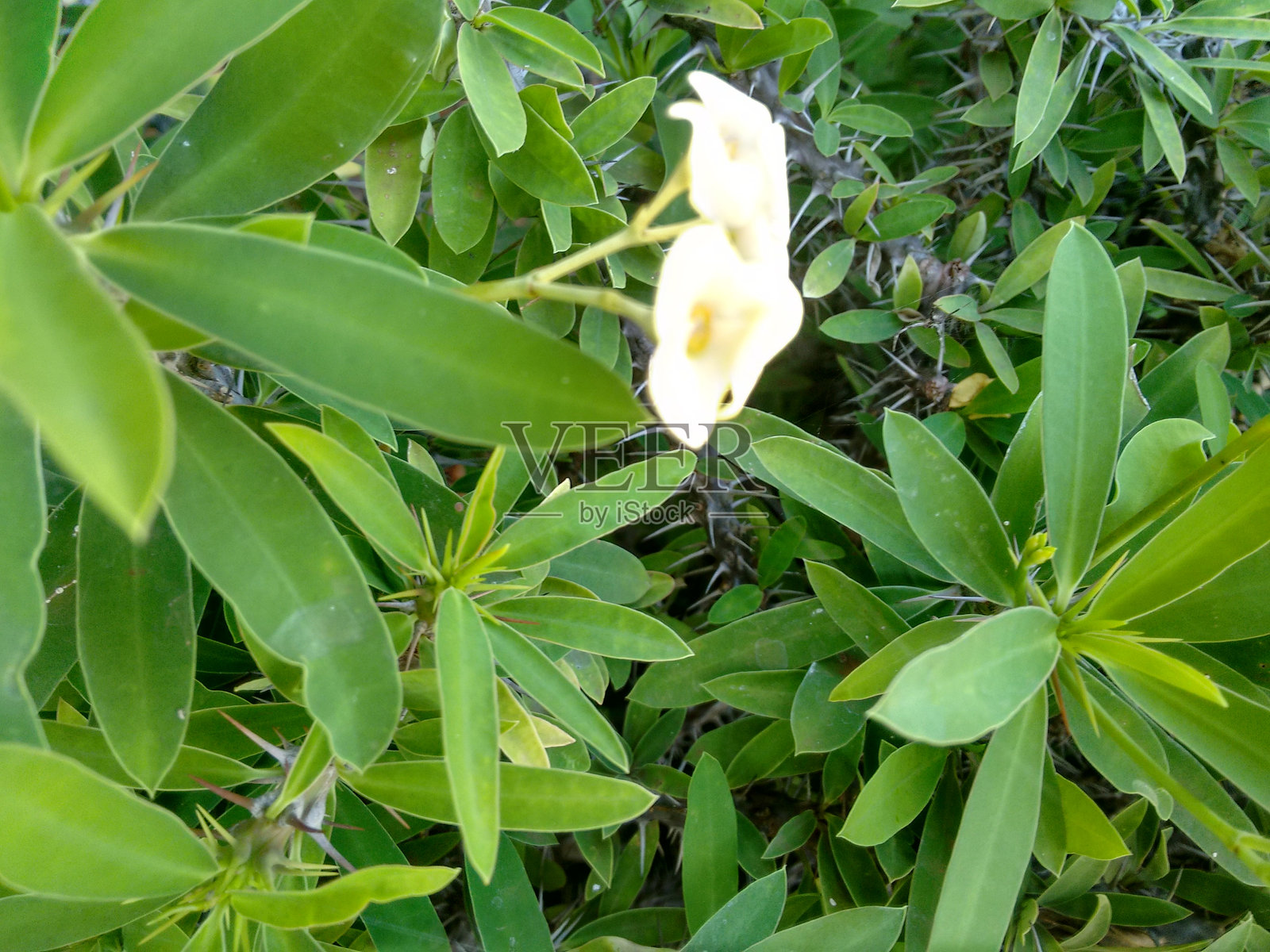 冠刺花的花序梗:支撑花朵。花序梗的结构。灵活的花序梗与花朵的支撑。花序梗与冠刺花的展示。冠刺花鲜艳花朵的基部。照片摄影图片