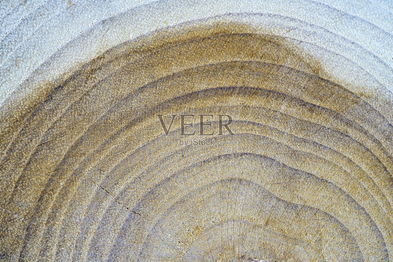 自然木材纹理的特写,带有圆形生长环照片摄影图片