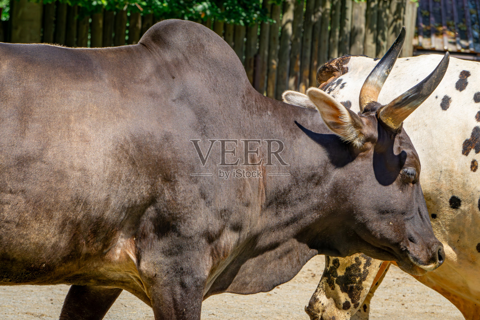 有驼背和角的牛犊照片摄影图片