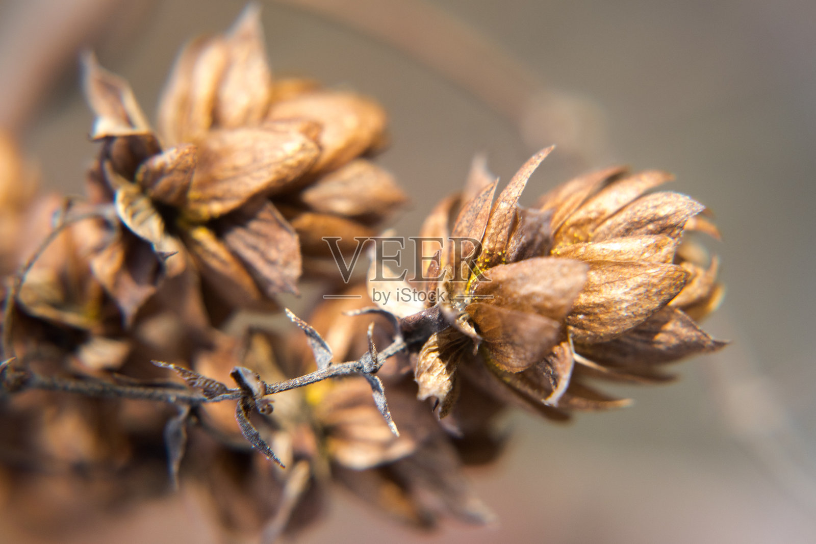 干啤酒花锥、播种种子、秋天。照片摄影图片