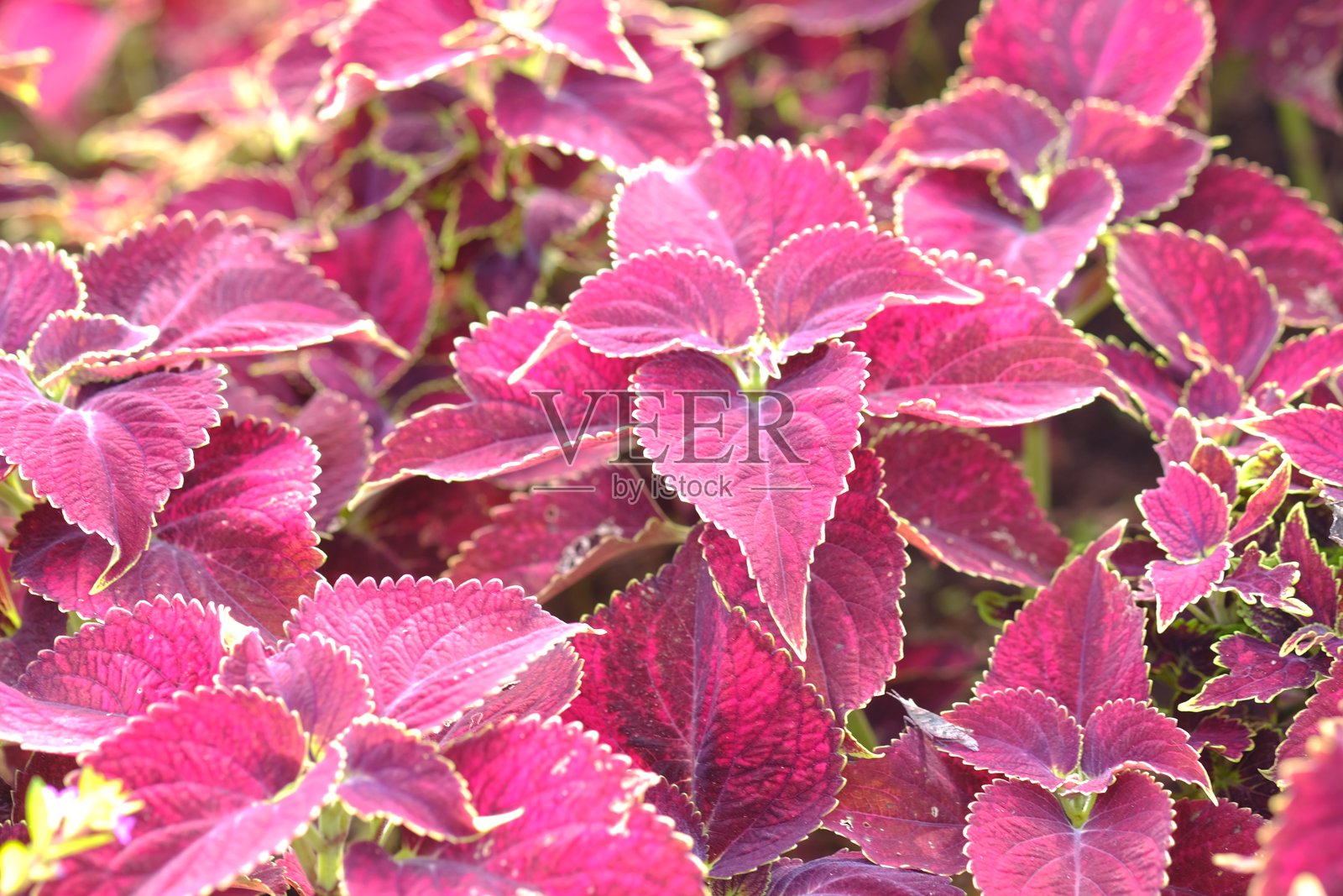 米安娜,紫背天葵或紫背草是一种灌木植物,也是观赏植物。其叶子对痔疮、溃疡、产后发热和耳部炎症等病症具有疗效。照片摄影图片