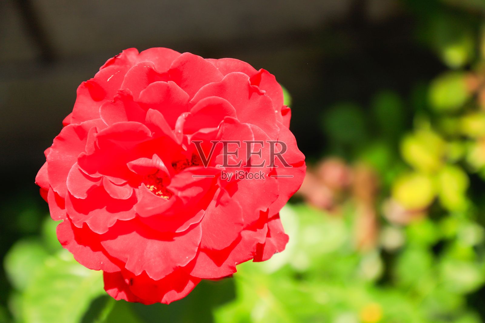 盛开的鲜艳红玫瑰特写,背景模糊的绿色。照片摄影图片