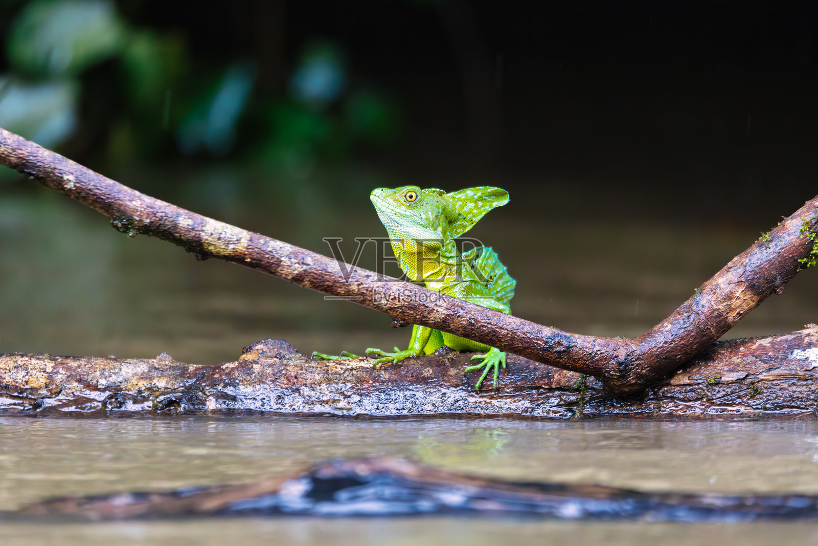 羽冠绿蜥蜴(Basiliscus plumifrons)在哥斯达黎加卡诺内戈的野生动物照片摄影图片