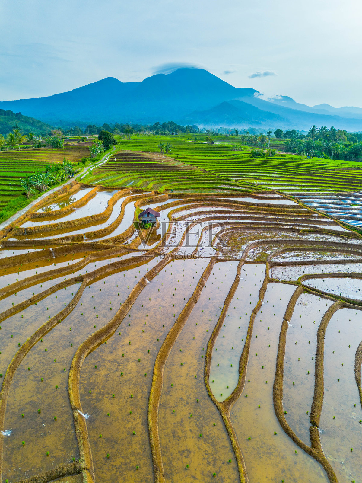 美丽的早晨景色,印度尼西亚全景,稻田与美丽的色彩和自然光的天空照片摄影图片