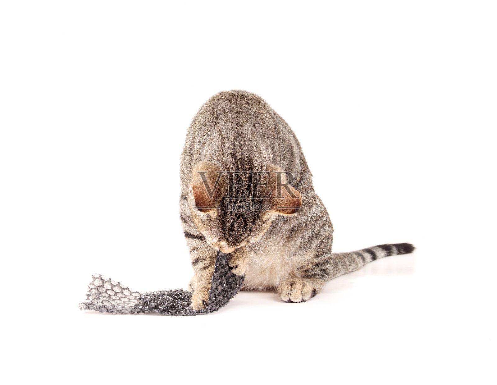 孤独的猫与气泡膜。照片摄影图片