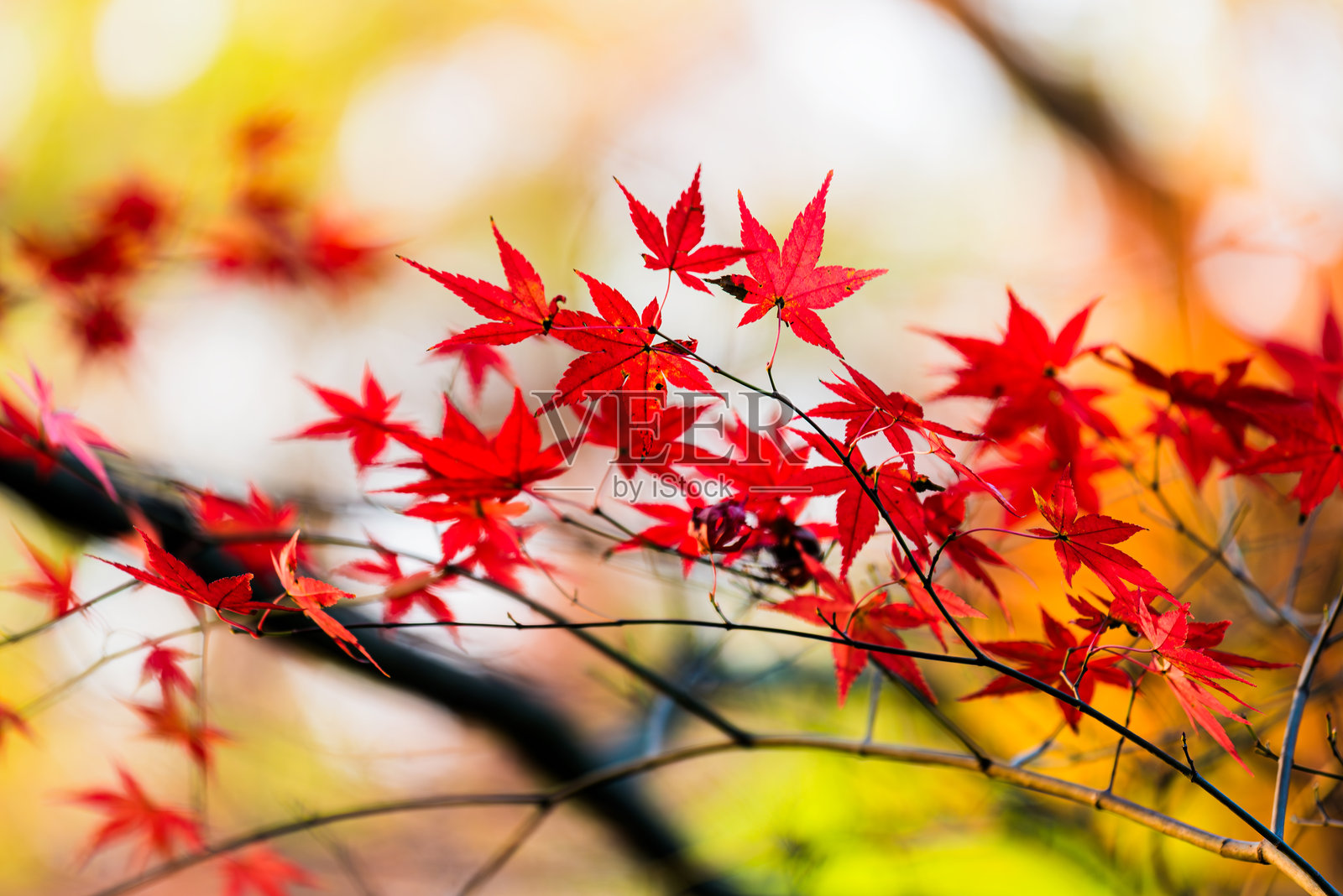 美丽的红枫叶在秋季照片摄影图片