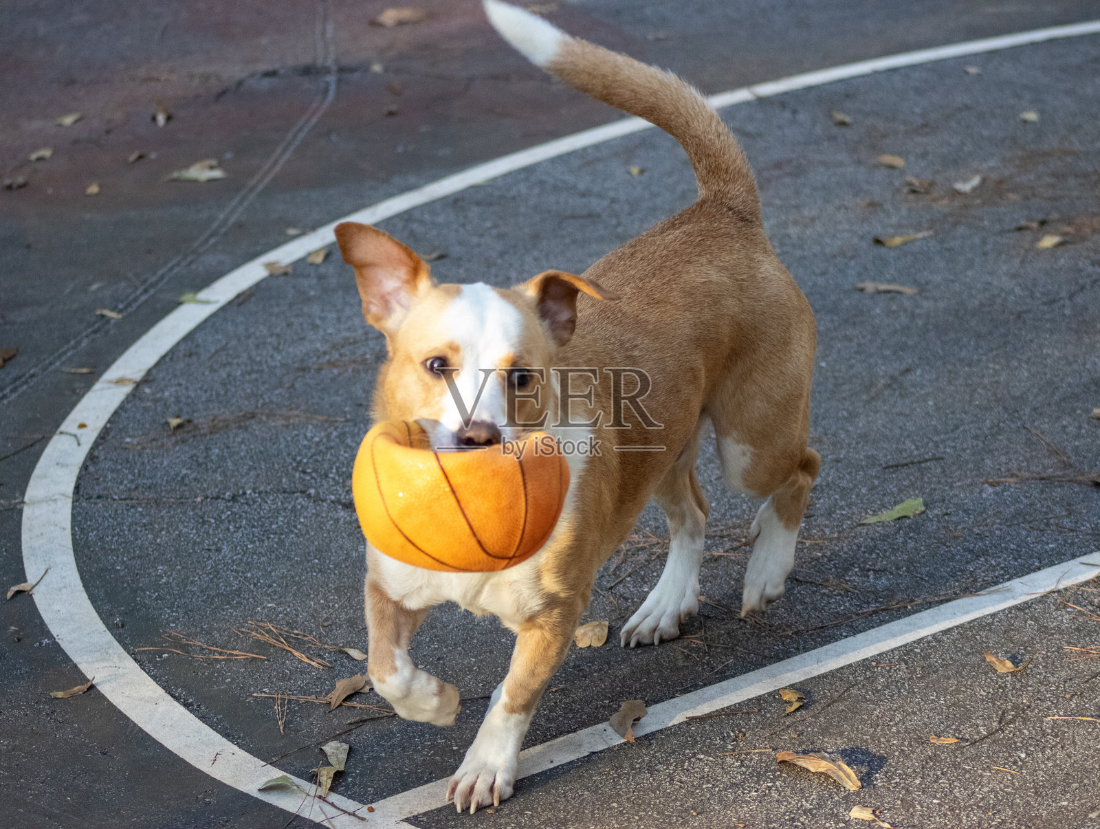 篮球狗照片摄影图片