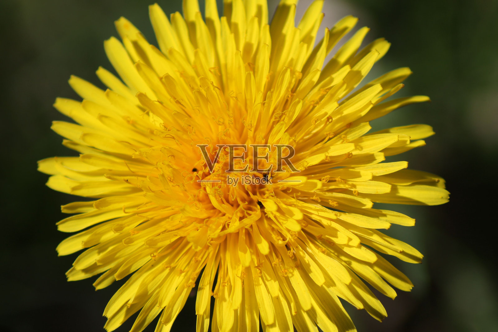 盛开的鲜艳黄色蒲公英照片摄影图片