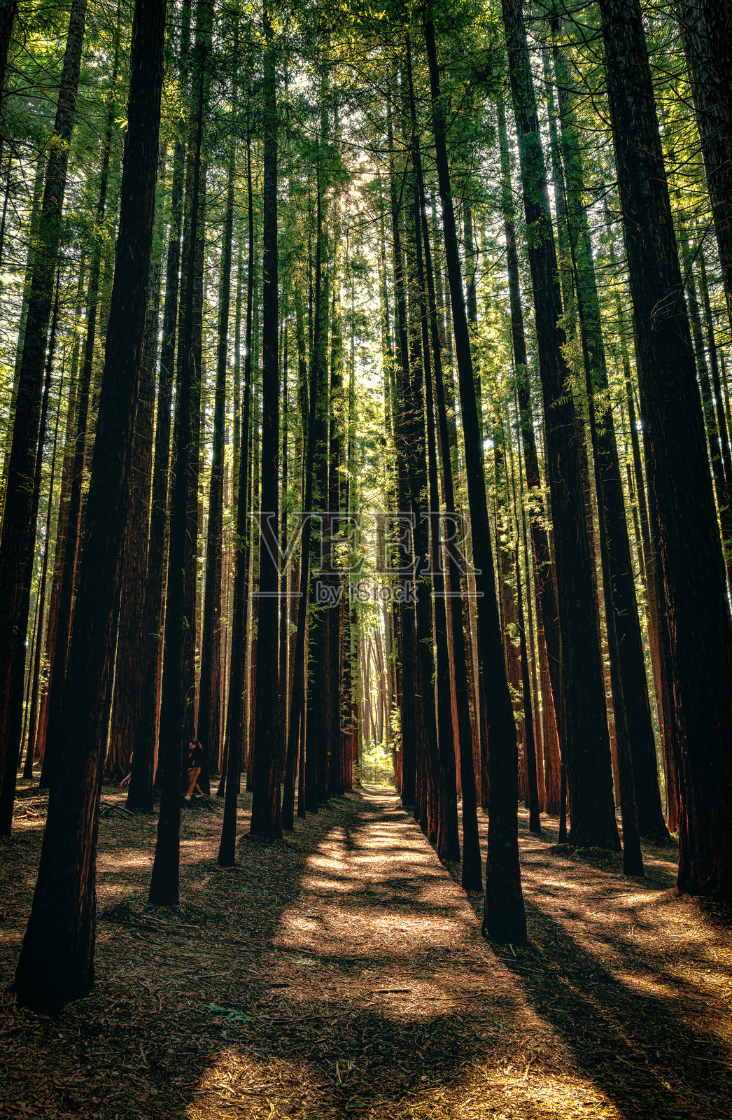 墨尔本附近的水泥溪红木森林中,阳光下高耸的红杉树照片摄影图片