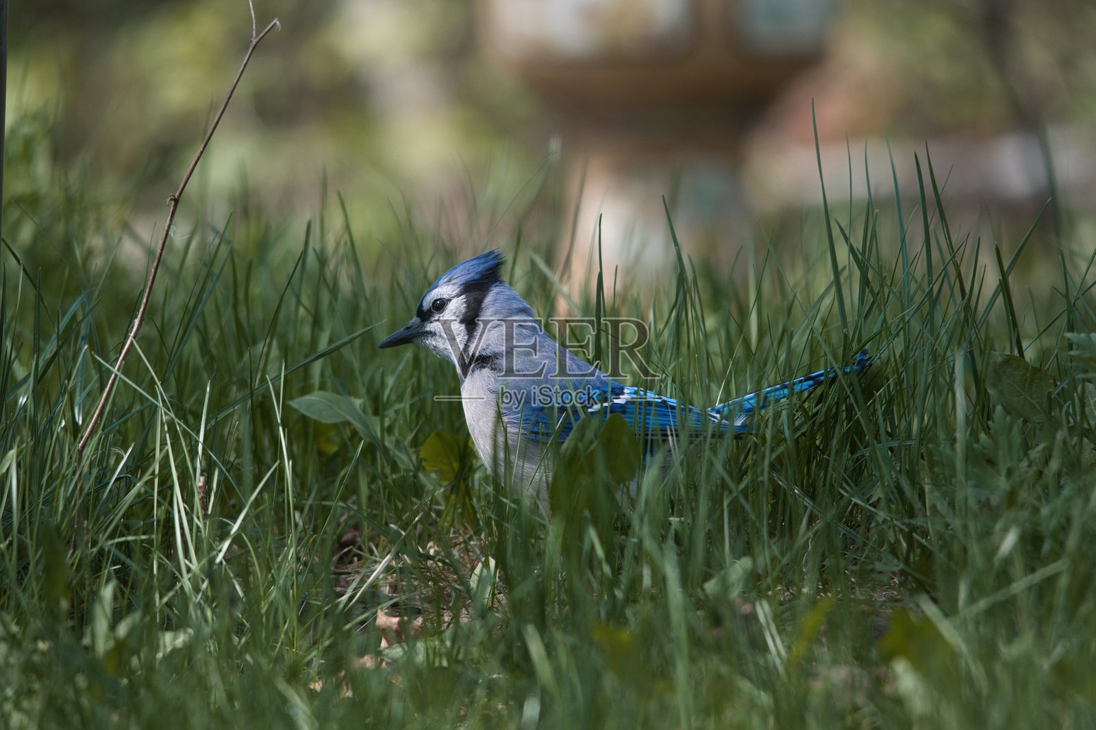 蓝松鸦在高草中照片摄影图片