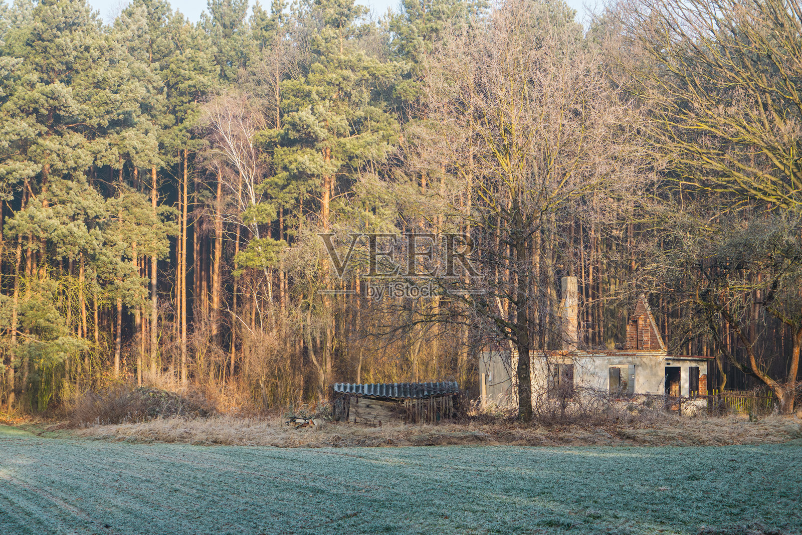 废弃的破旧房屋在森林附近的田野中,没有屋顶。冬季乡村早晨的风景。照片摄影图片