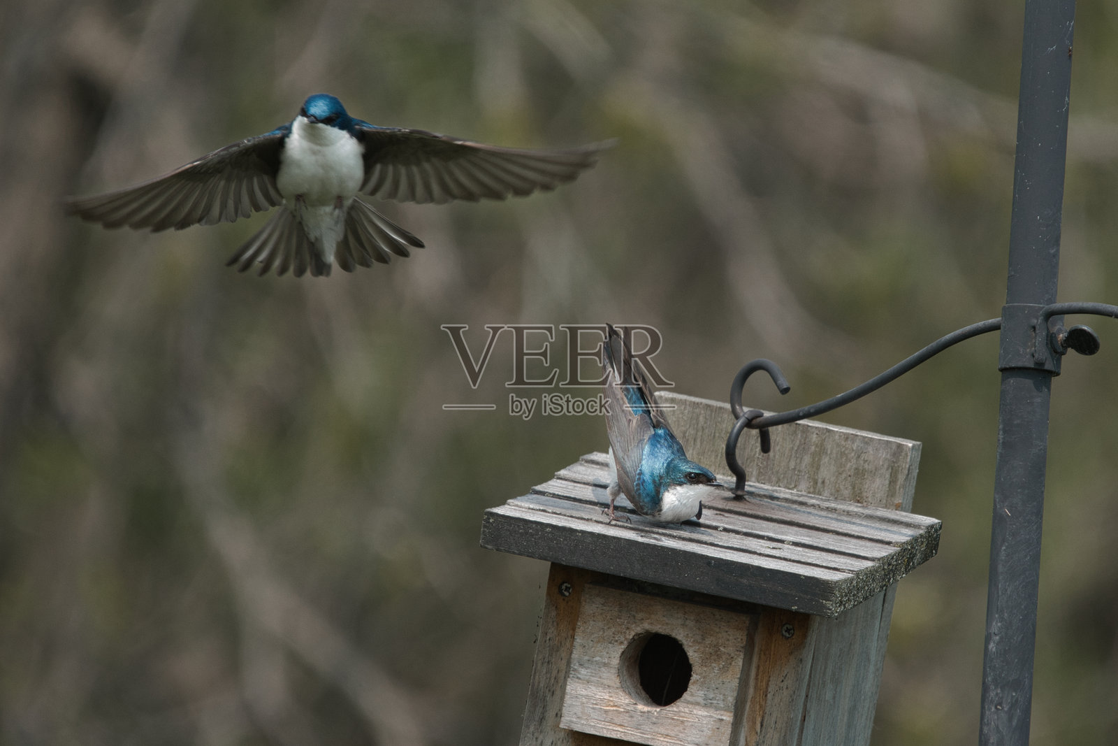 树燕的仪式照片摄影图片