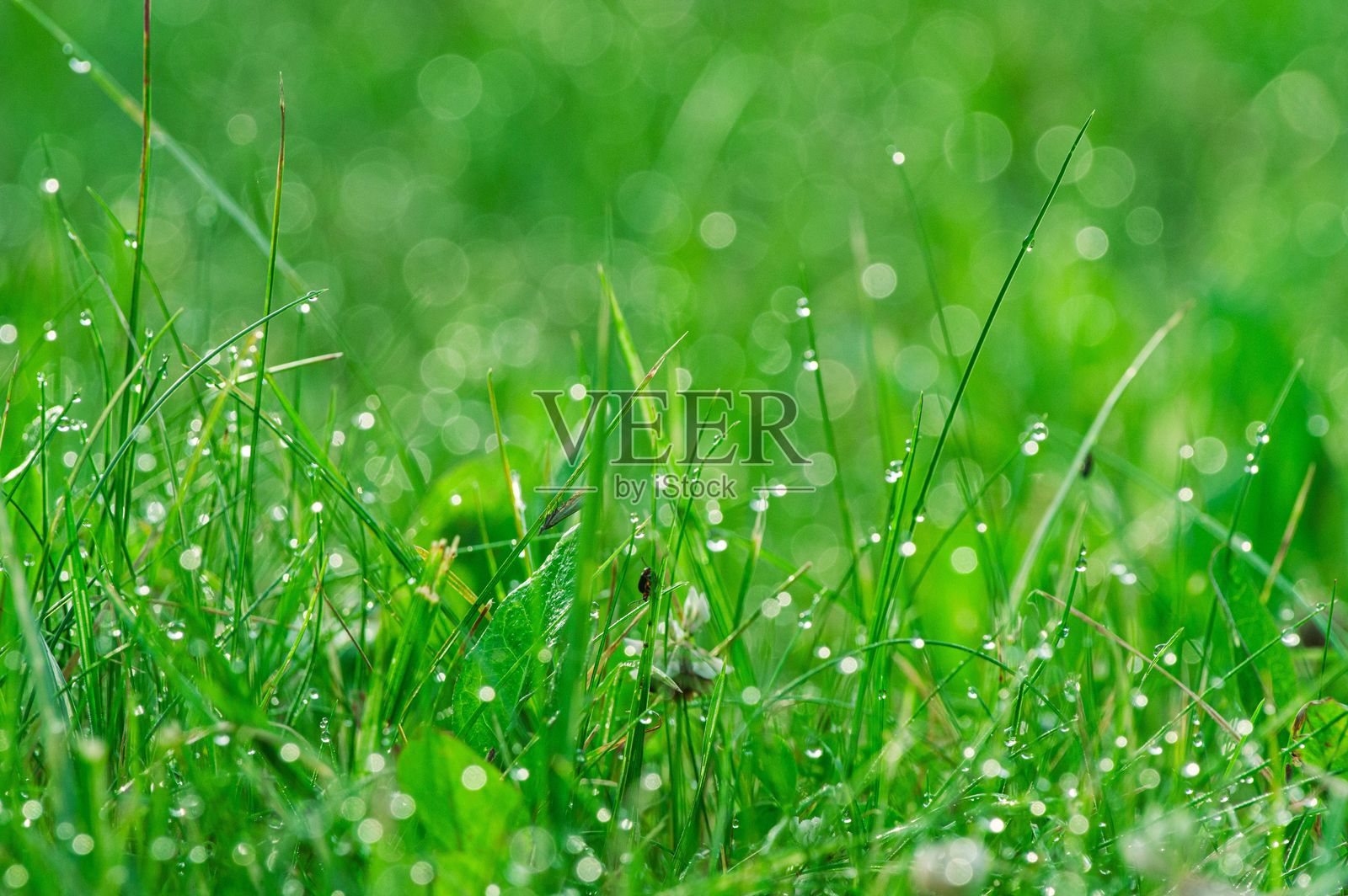 清晨露珠洒在新鲜的绿草上照片摄影图片