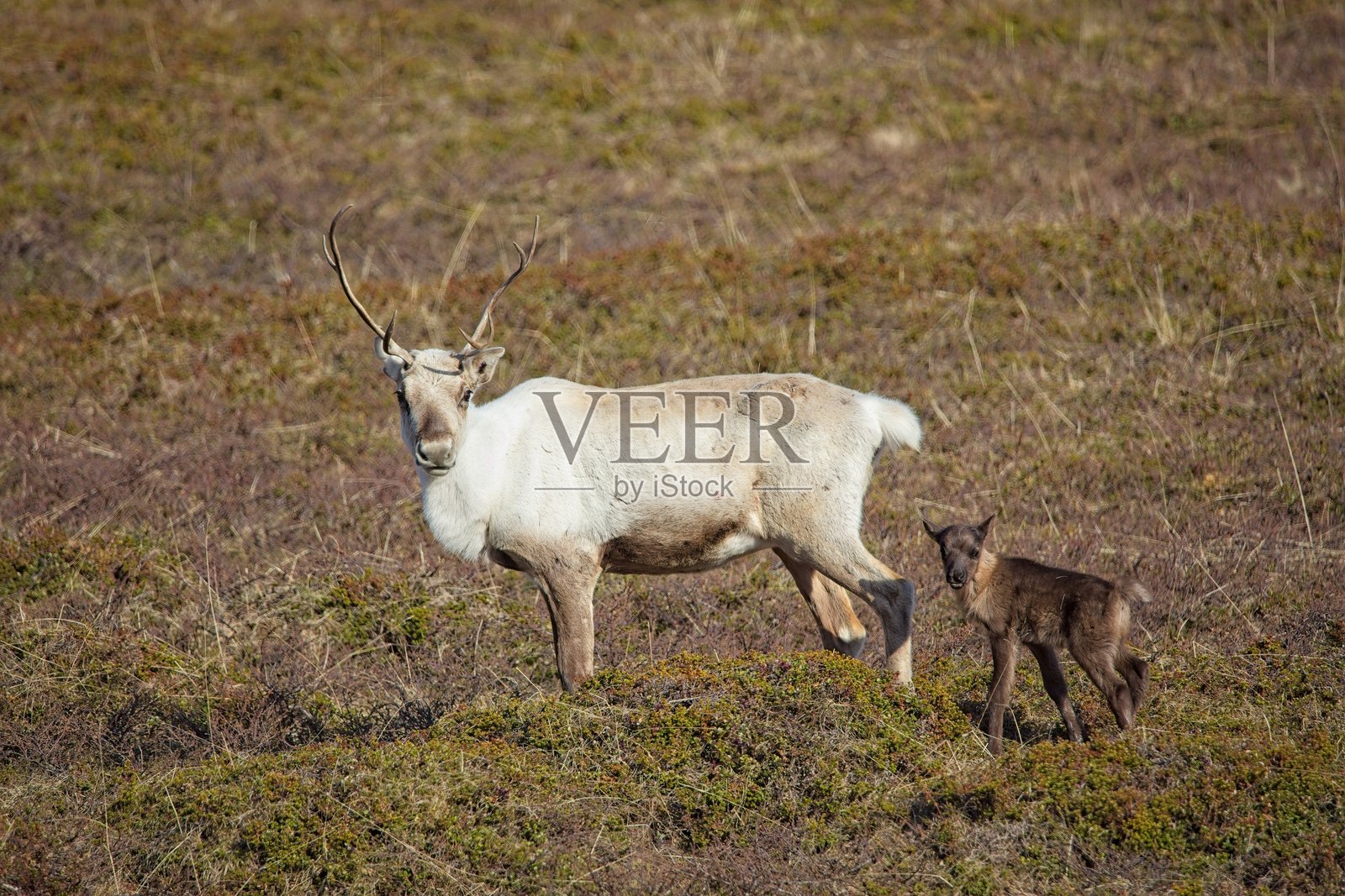 驯鹿和小鹿。照片摄影图片