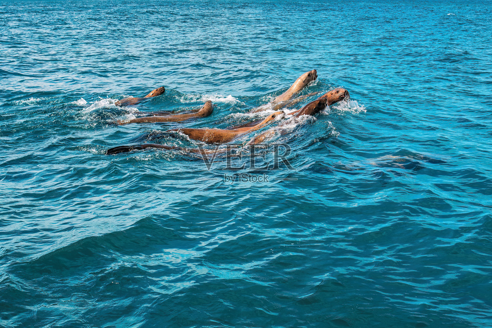 斯特勒海狮的栖息地照片摄影图片