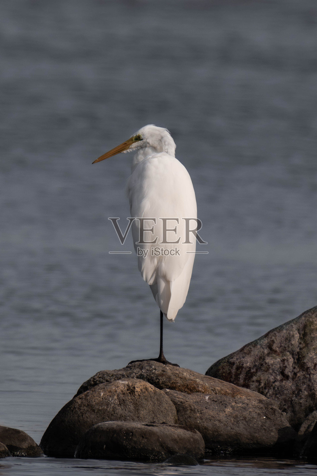 白鹭(Ardea alba)站在湖边的石头上。照片摄影图片
