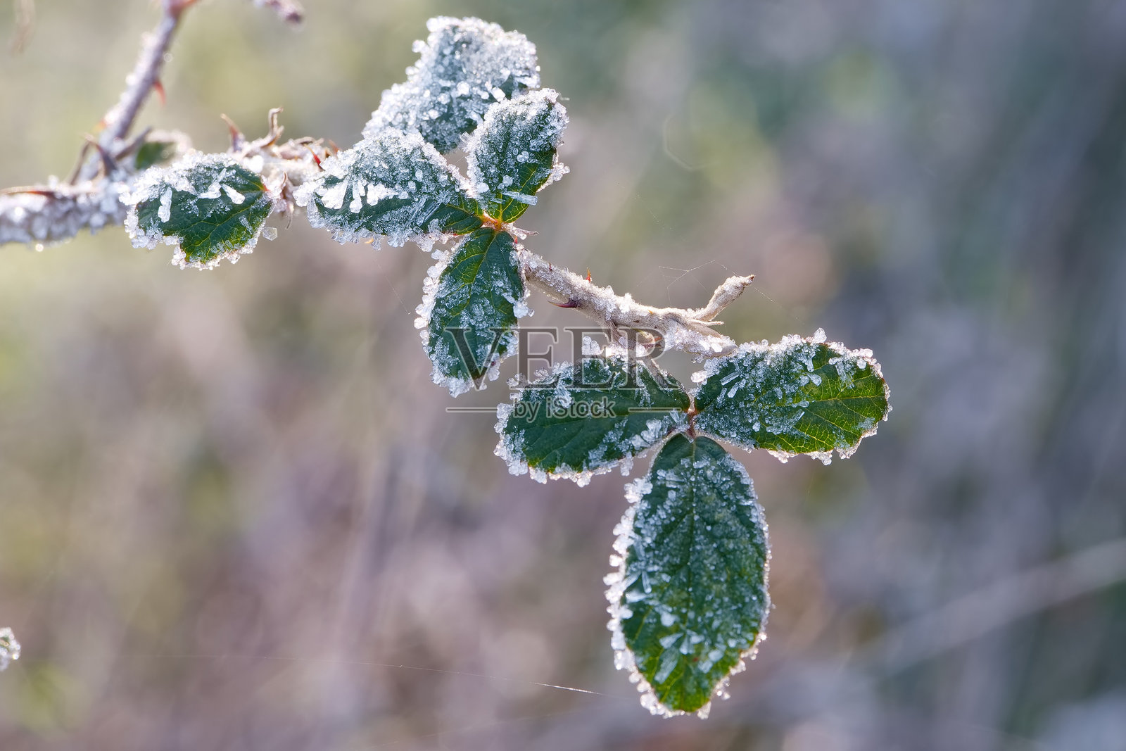 宏观植物自然霜冻冰晶结构植物学光线自然冬季照片摄影图片