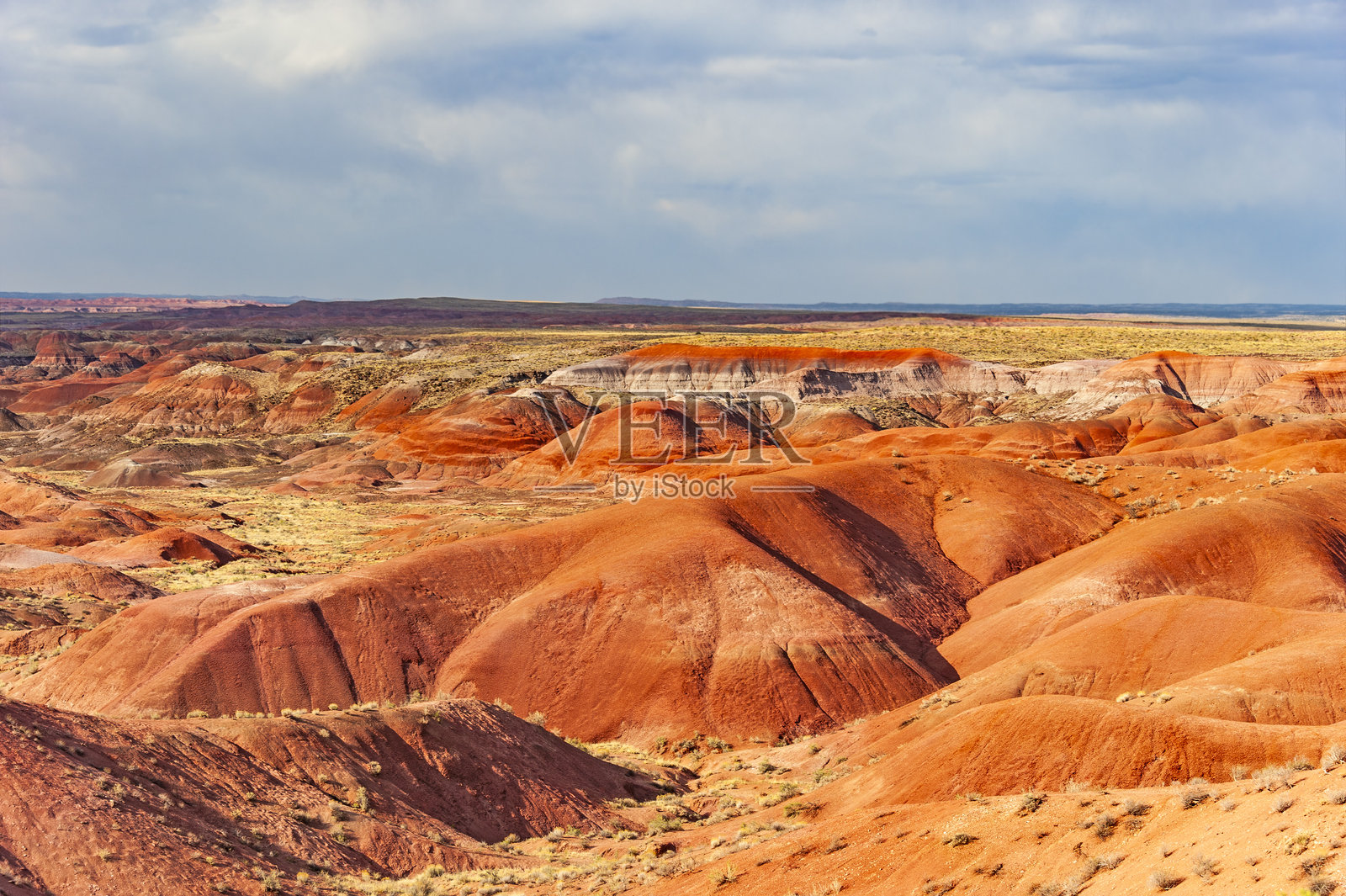 化石森林国家公园照片摄影图片