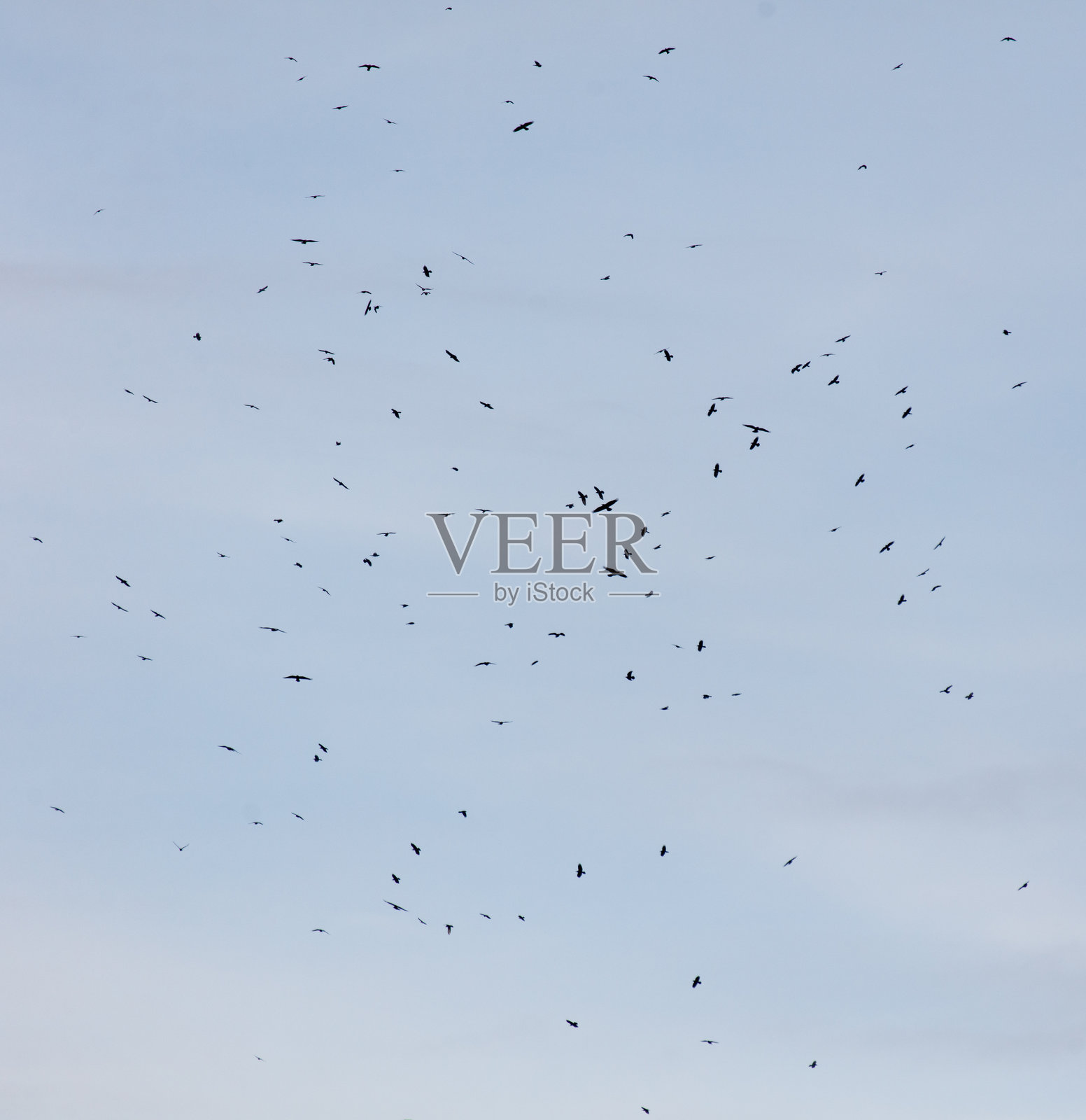 一群鸟在天空中飞翔照片摄影图片