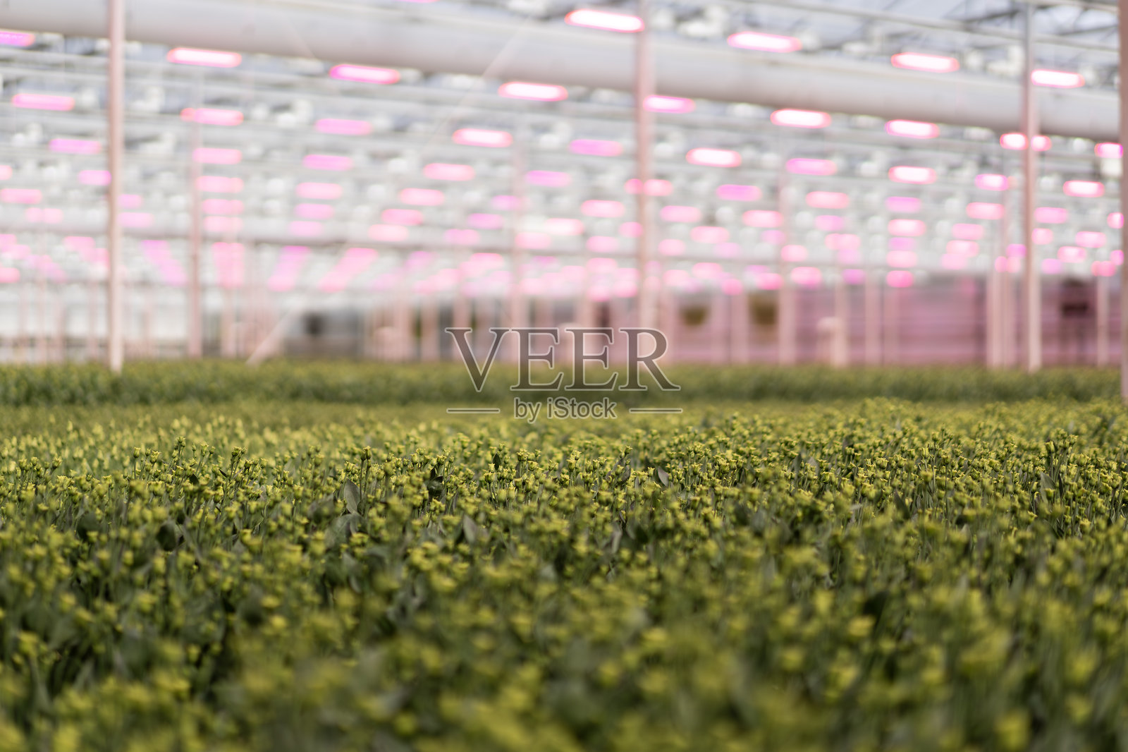 温室内粉色生长灯下的幼苗排成行照片摄影图片