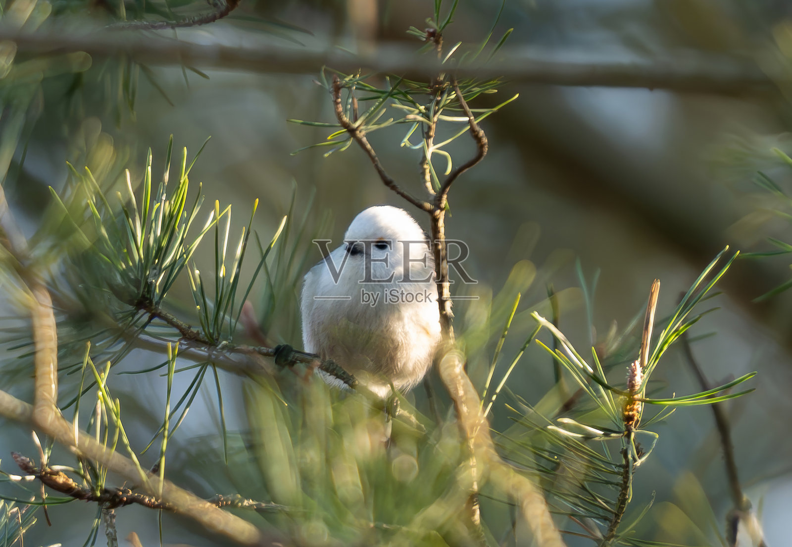 长尾山雀坐在长椅上照片摄影图片