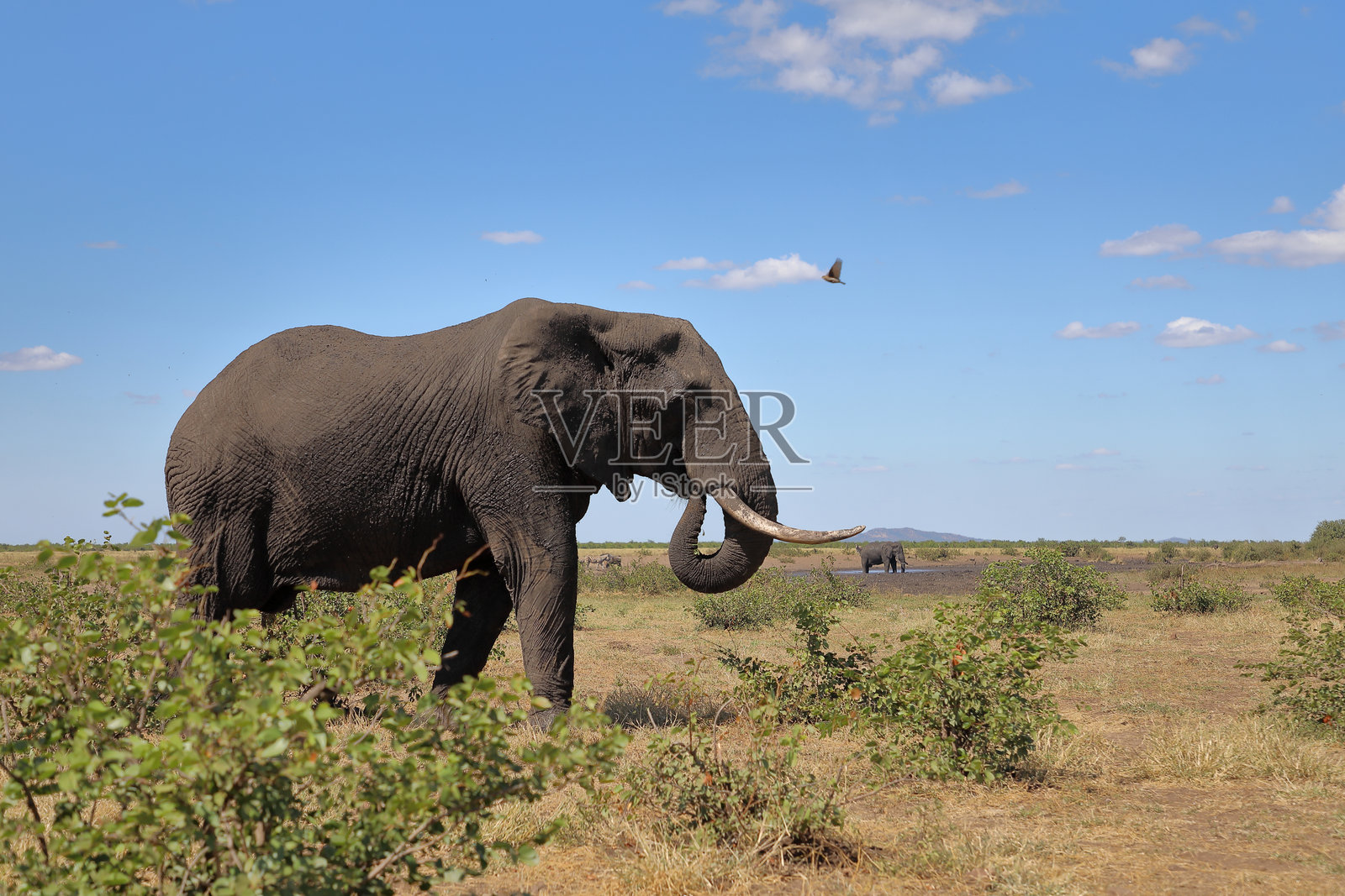 非洲象 / 非洲象 / 非洲象照片摄影图片