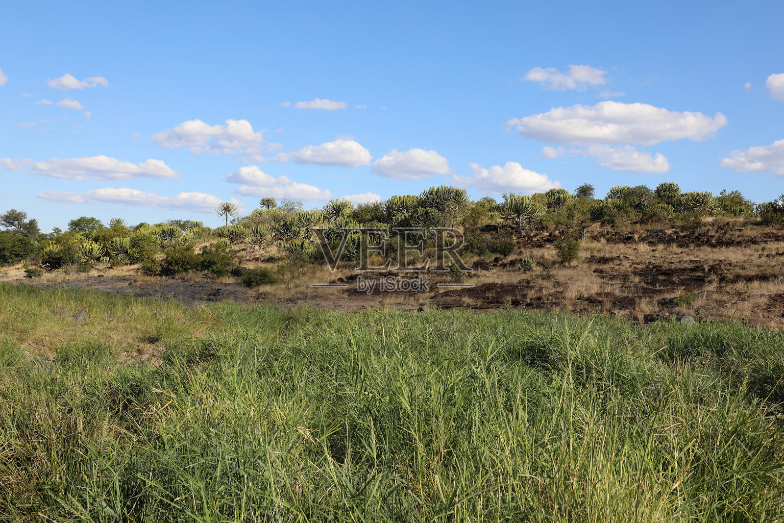 非洲灌木丛 - 克鲁格国家公园 - 坦泽河照片摄影图片
